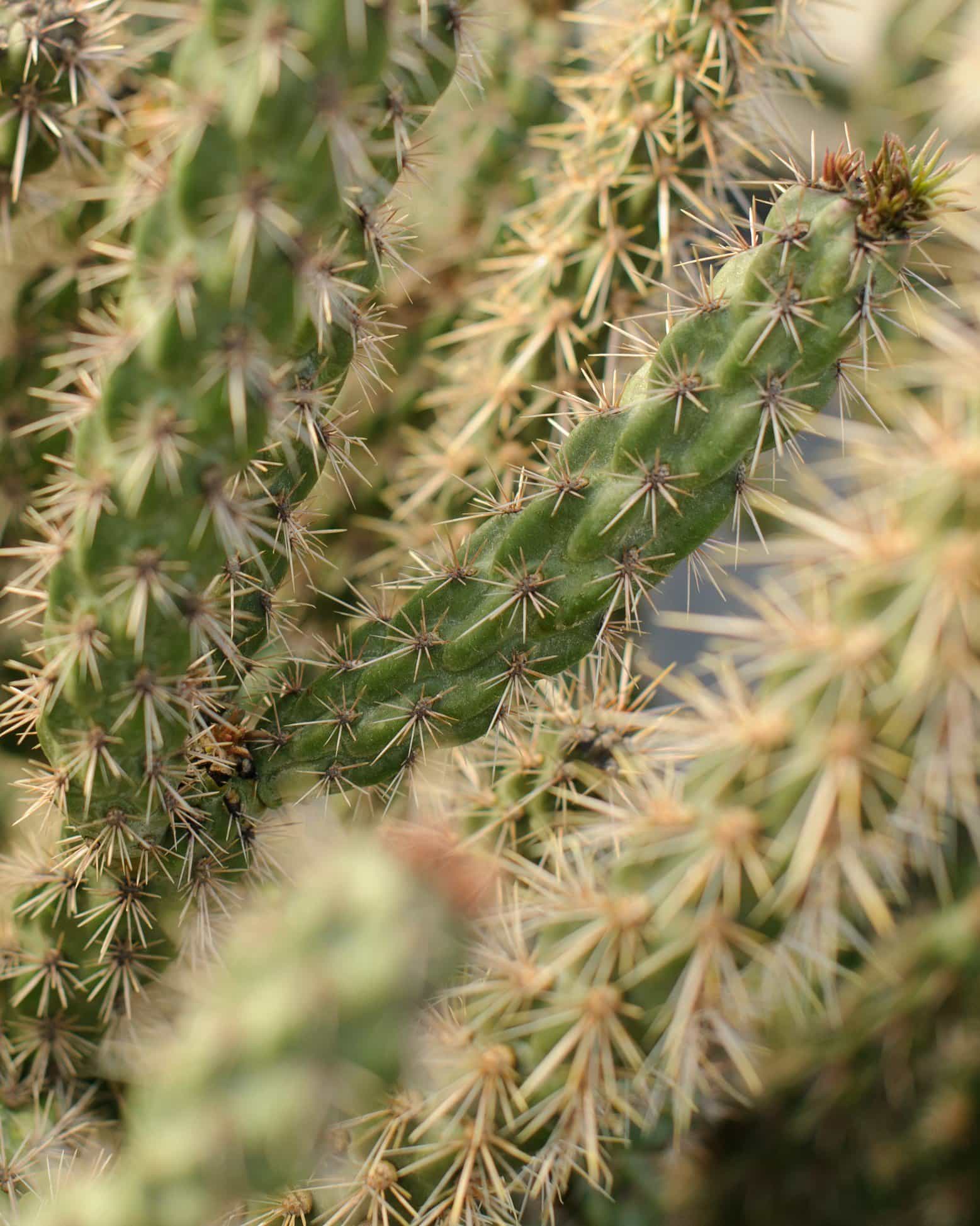 Tree Cholla Cactus - view 4