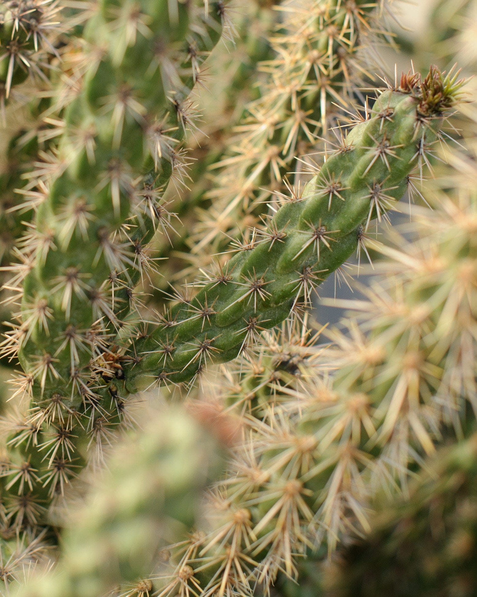Tree Cholla Cactus - view 4