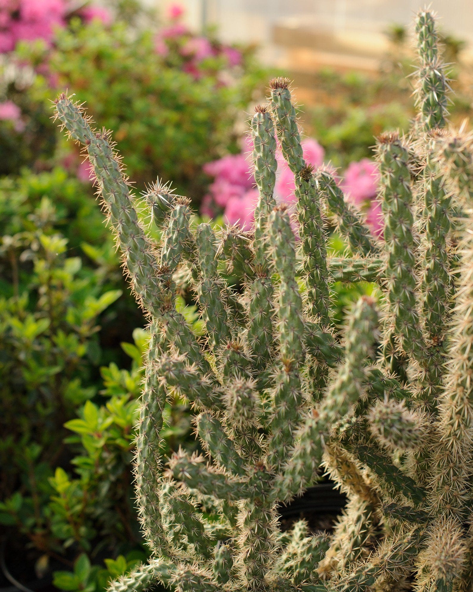Tree Cholla Cactus - view 5