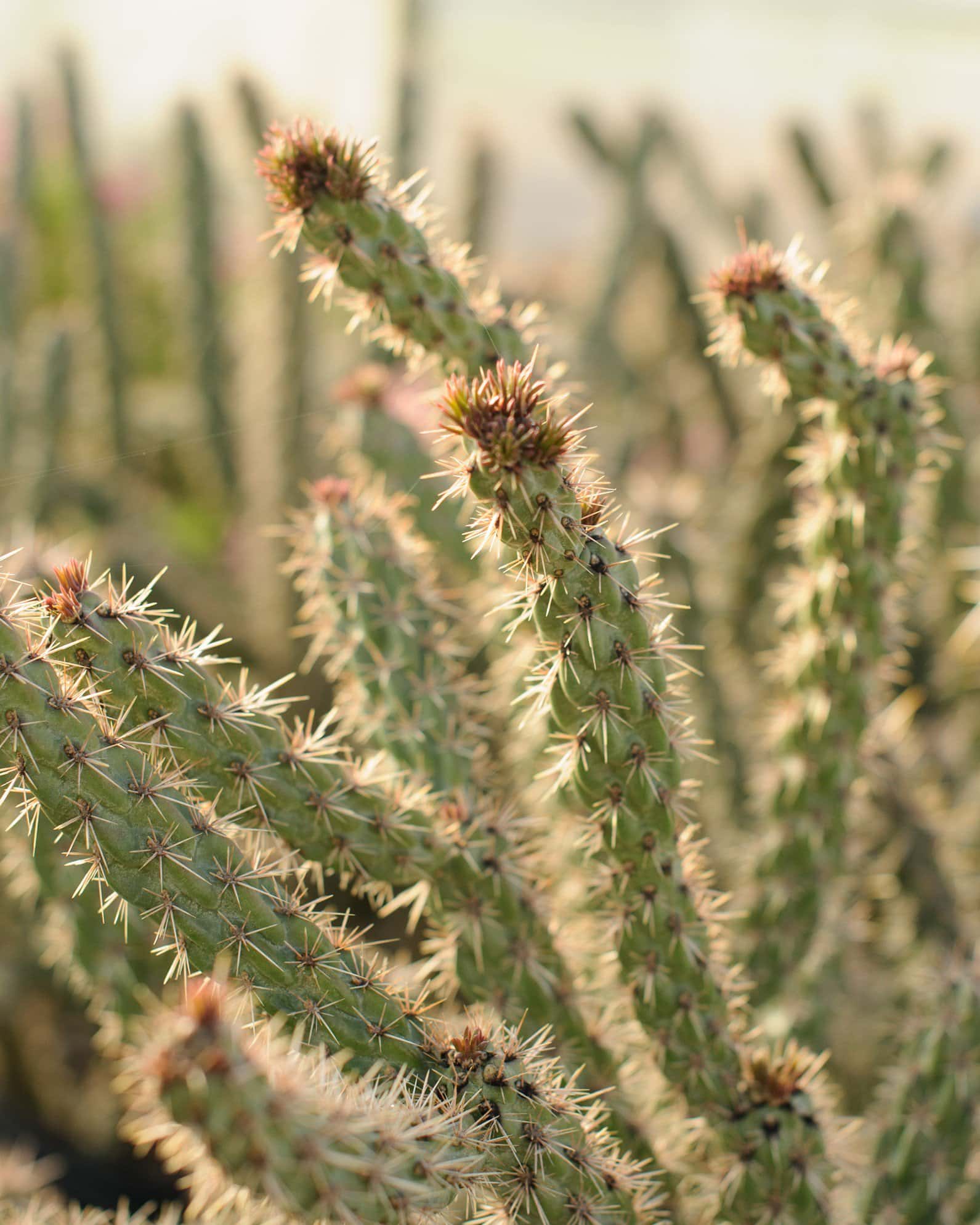 Tree Cholla Cactus - Image 3