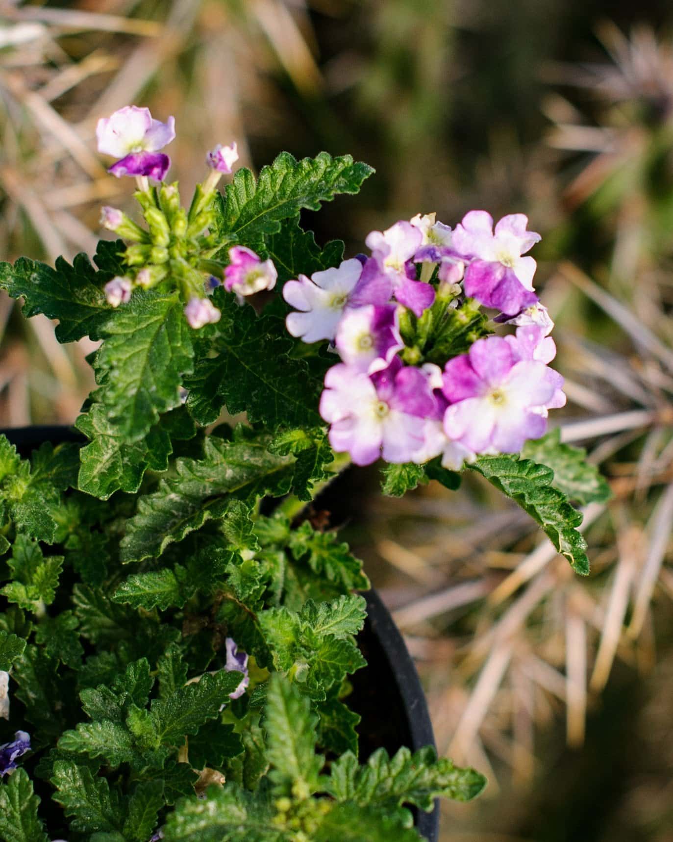 Vanessa Compact Bicolor Purple Verbena - Image 3