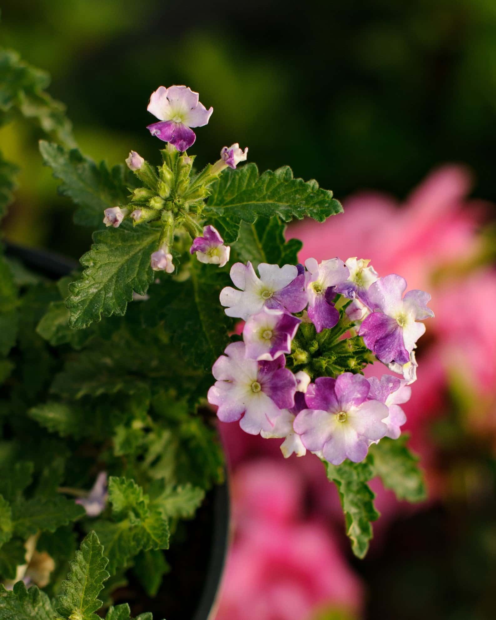 Vanessa Compact Bicolor Purple Verbena - Image 4