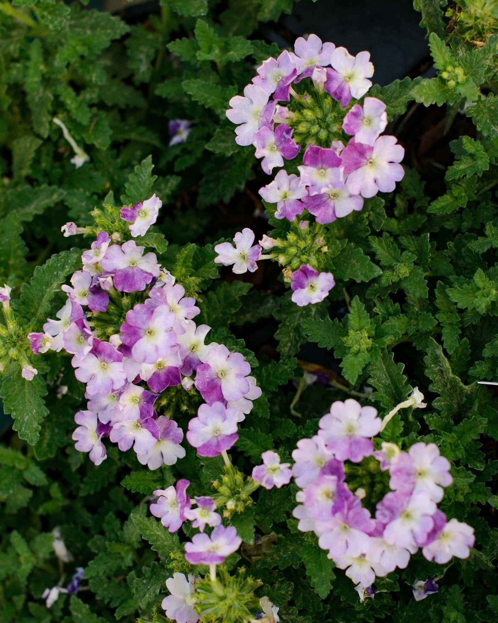 Vanessa Compact Bicolor Purple Verbena - Image 2
