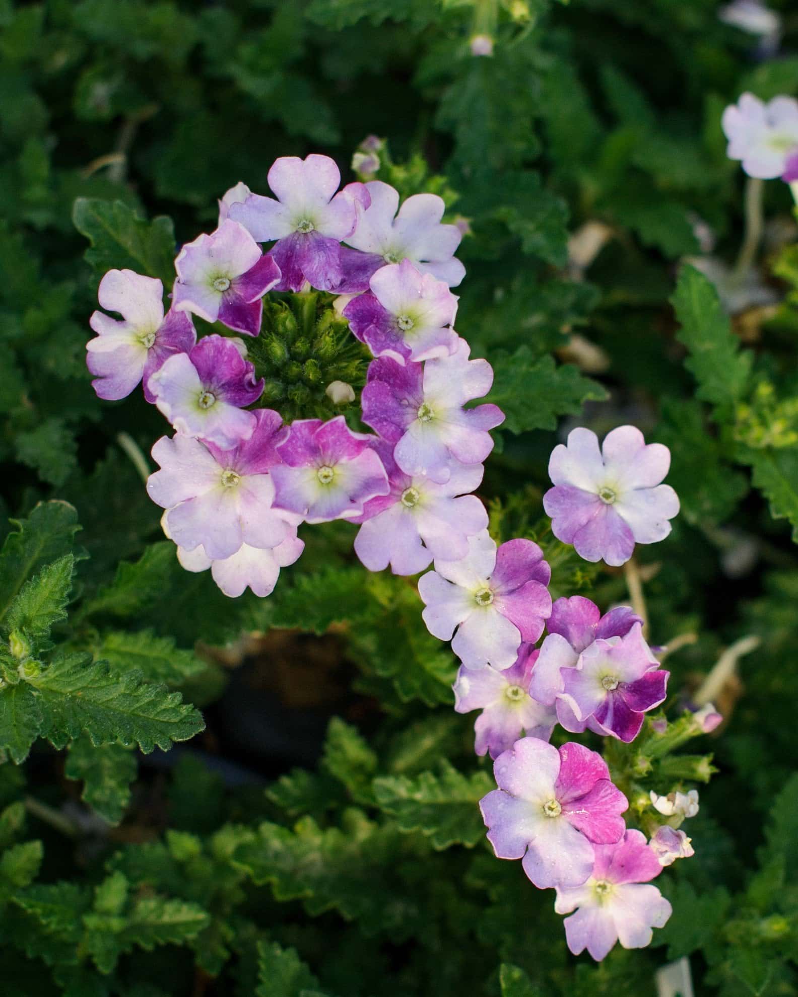 Vanessa Compact Bicolor Purple Verbena - Image 5