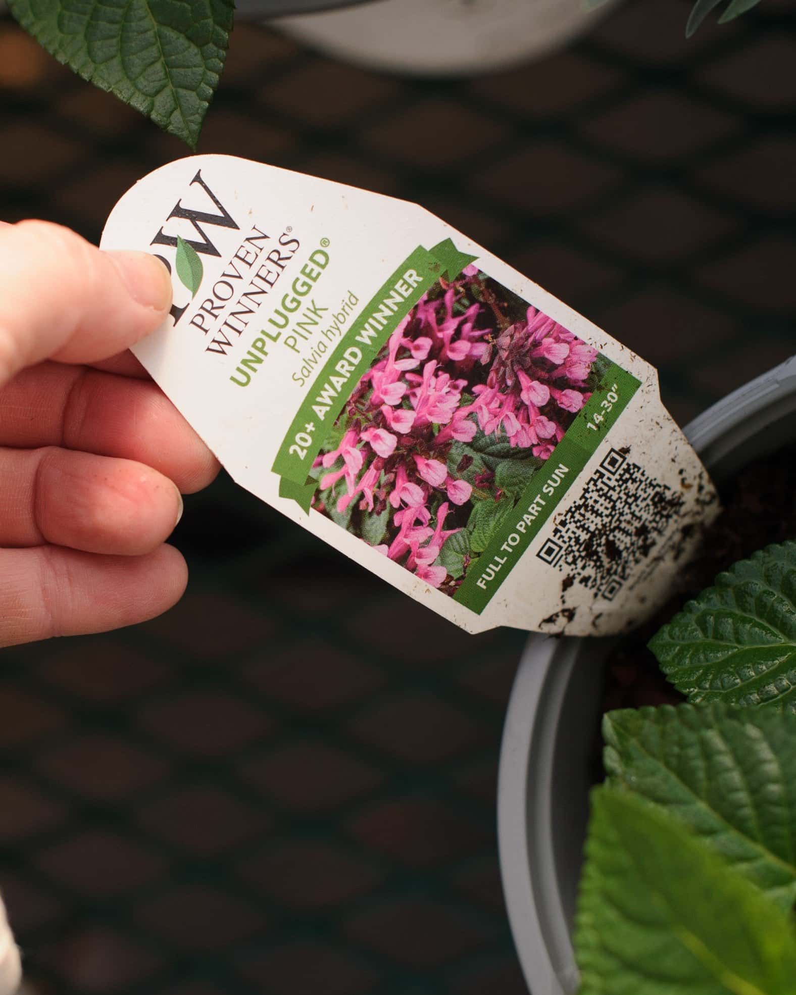 Unplugged Pink Salvia - Image 1