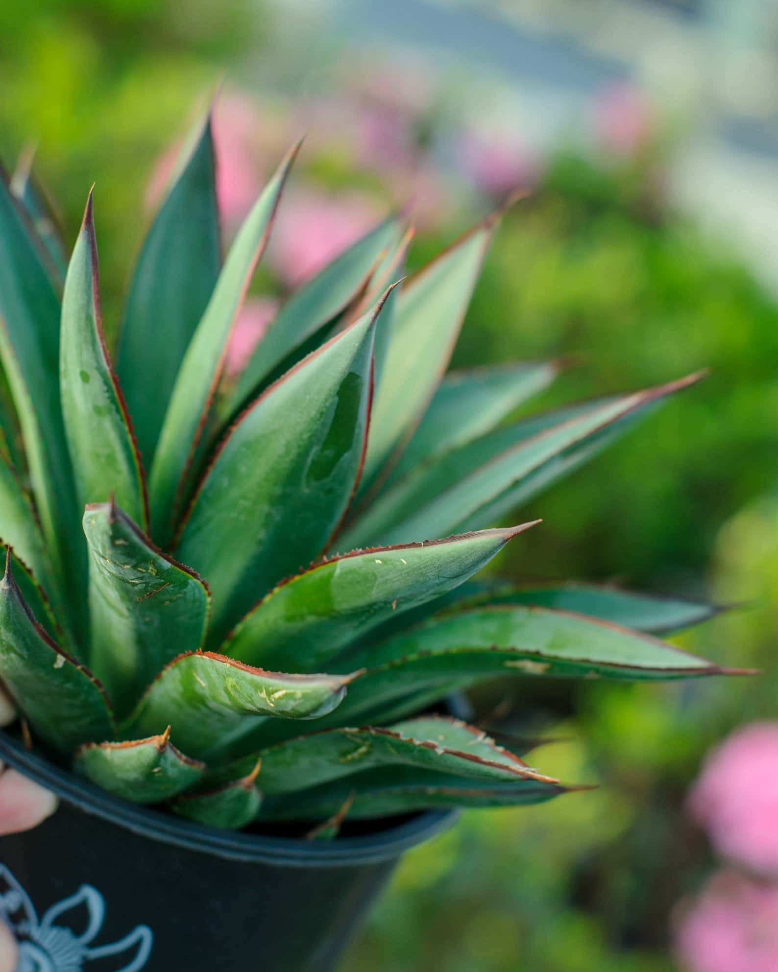 Blue Glow Agave - Image 2