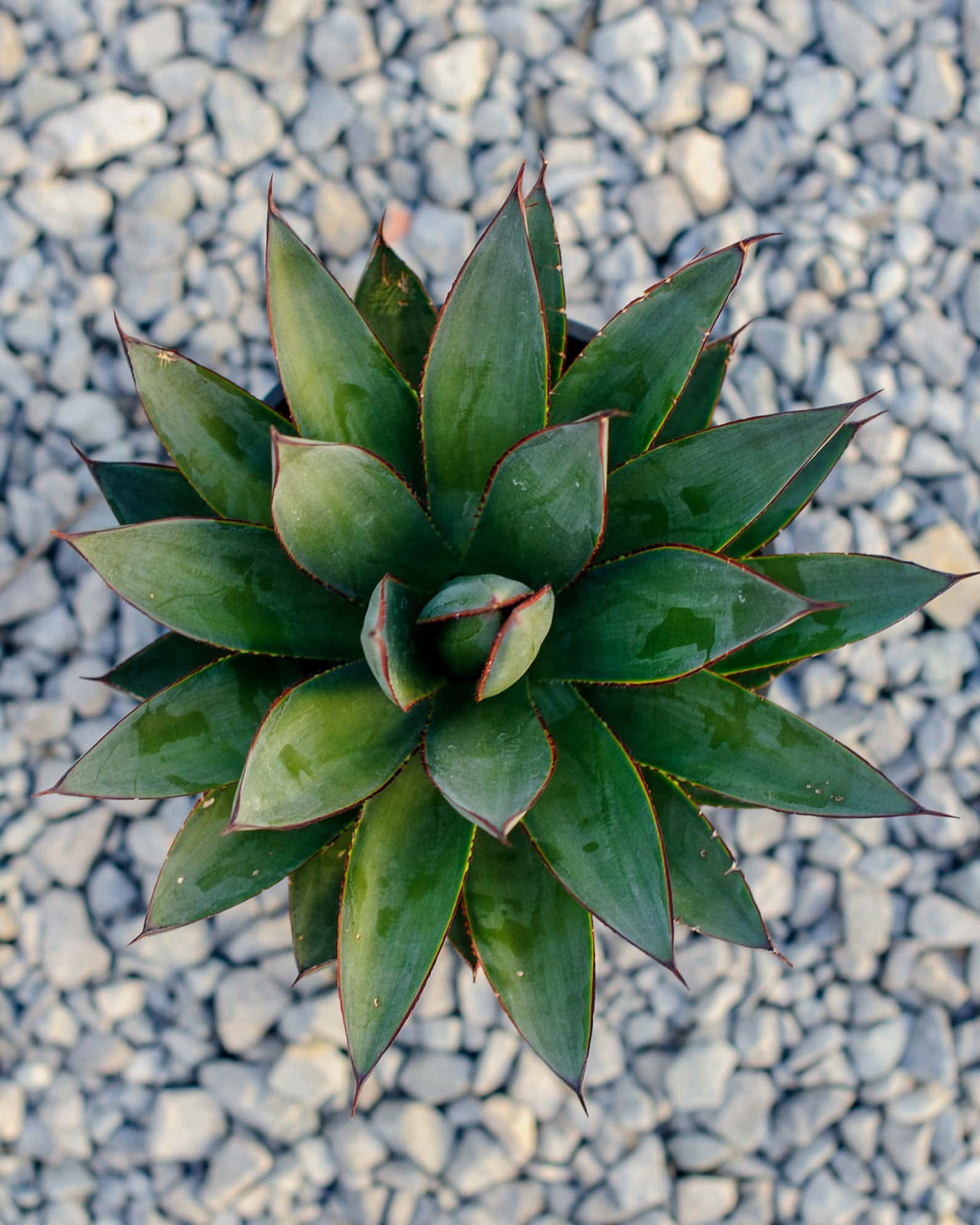 Blue Glow Agave - Image 7
