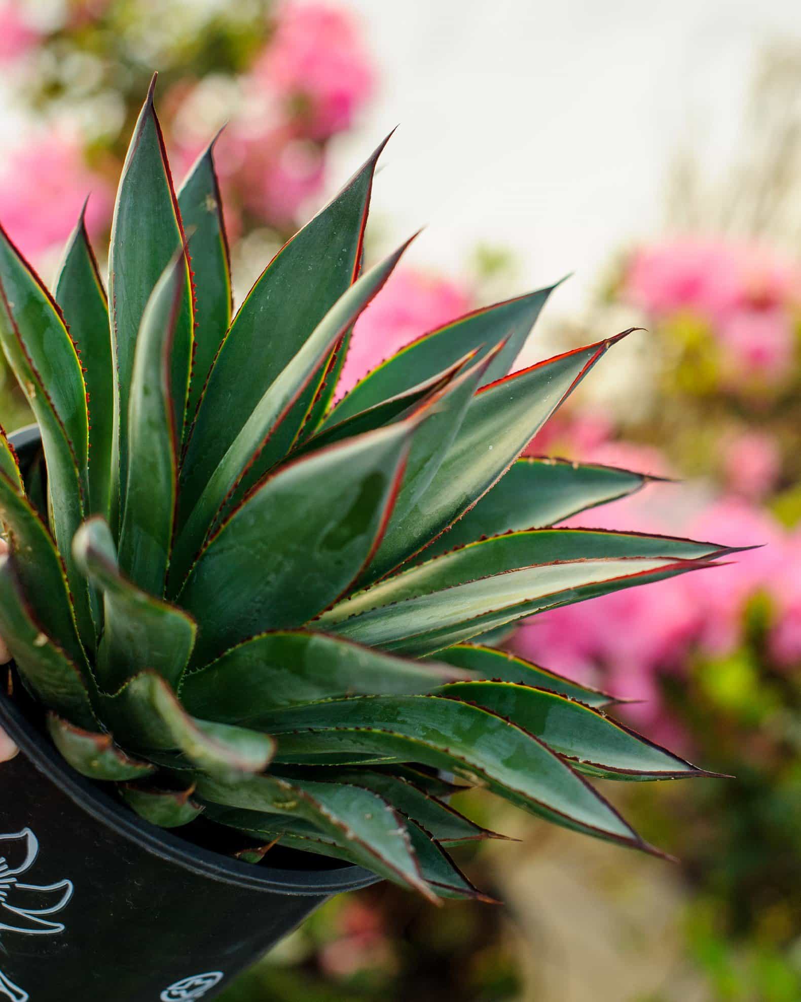 Blue Glow Agave - view 3