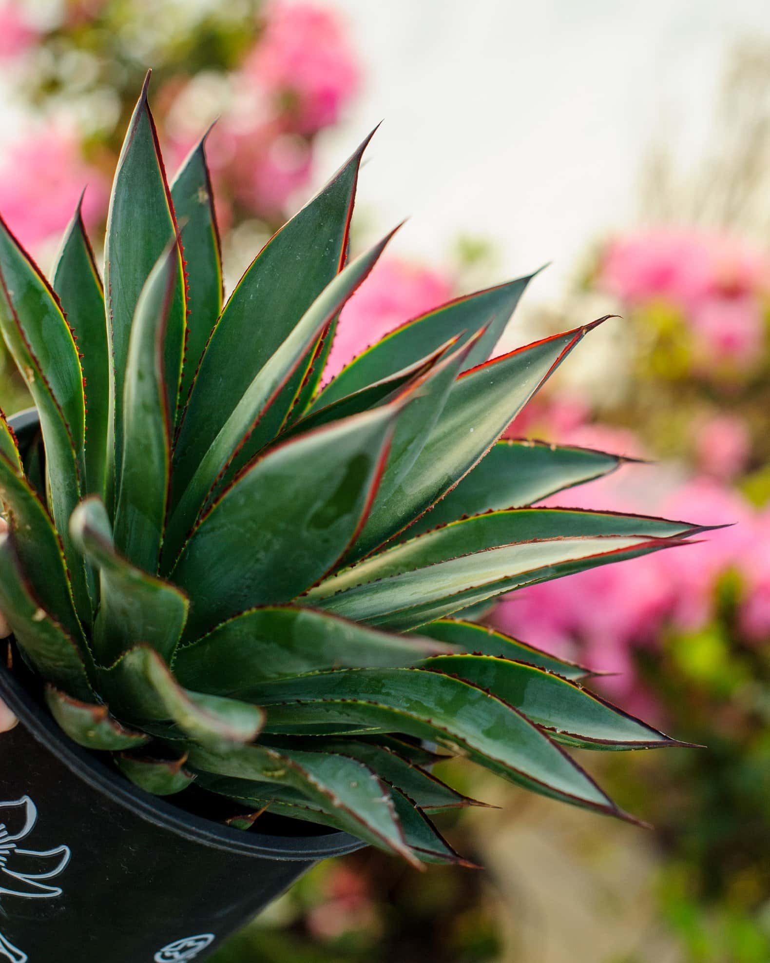 Blue Glow Agave - Image 3