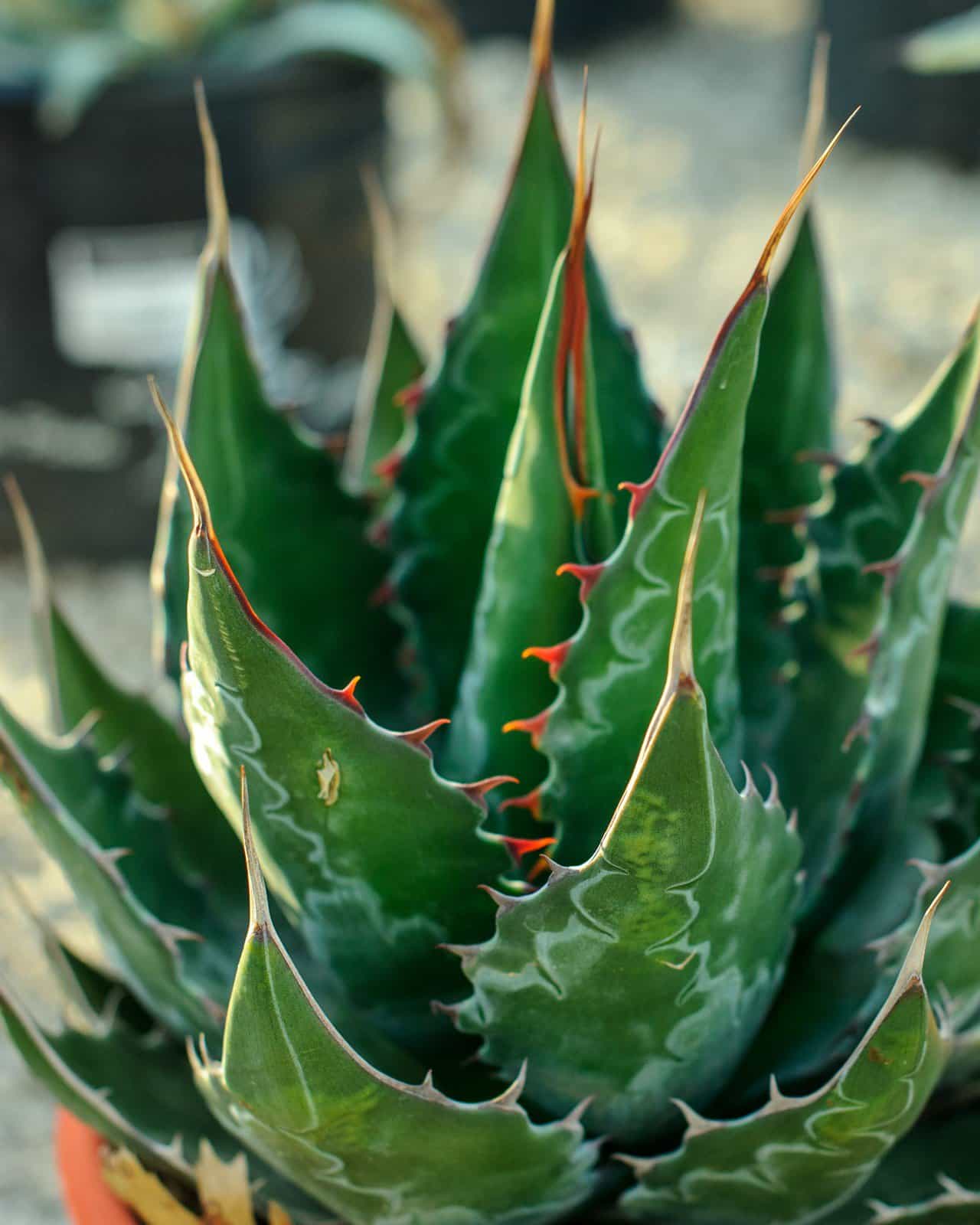 Baccarat Agave - view 2