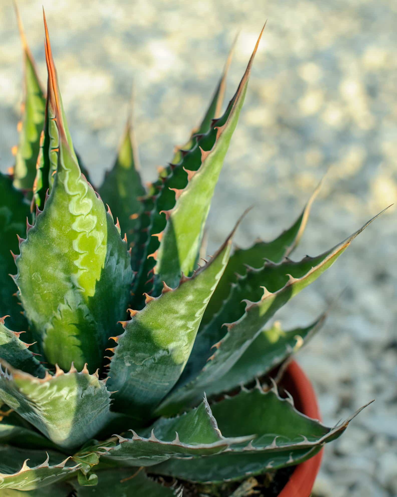 Baccarat Agave - view 4