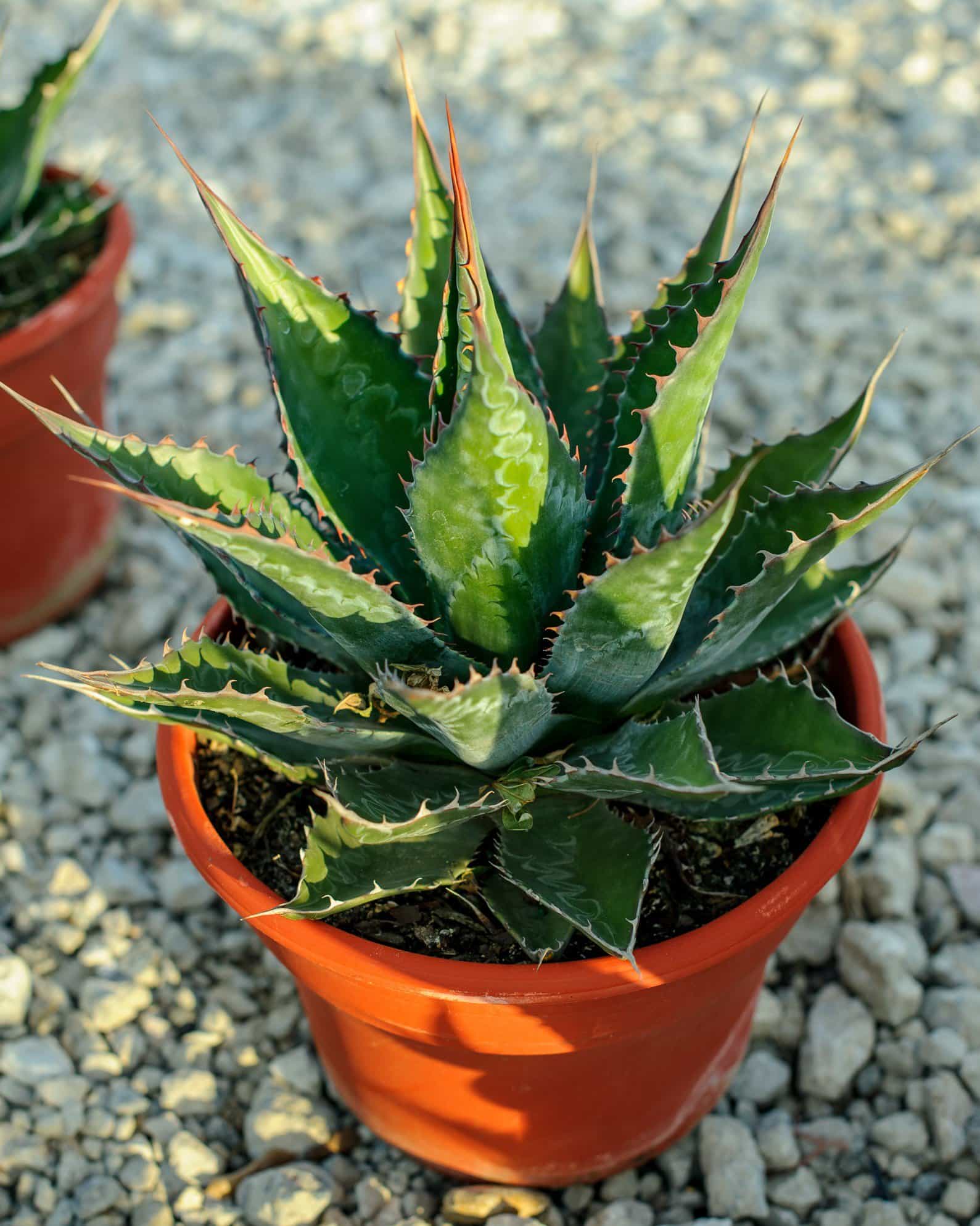 Baccarat Agave - view 5
