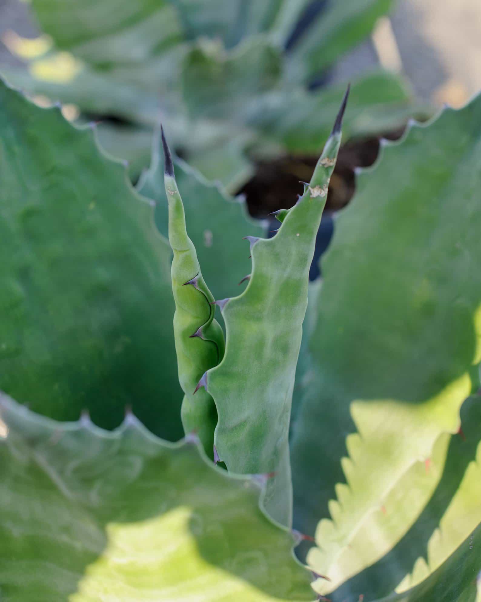 Crazy Horse Agave - view 3
