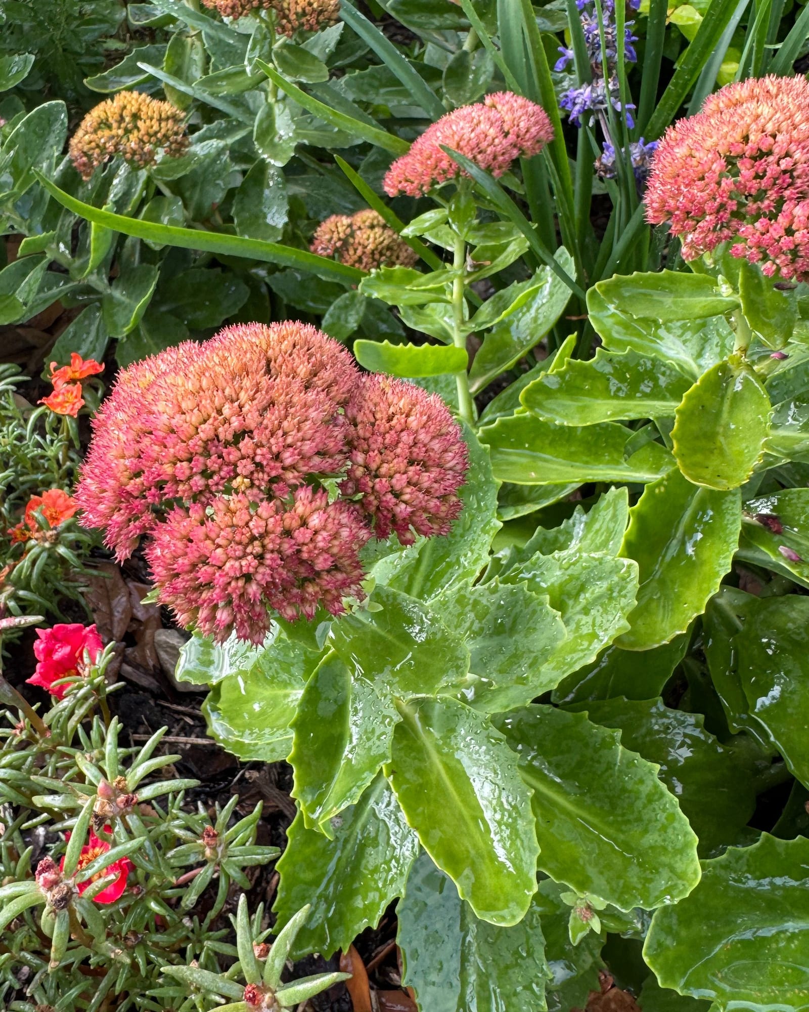 Autumn Joy Sedum