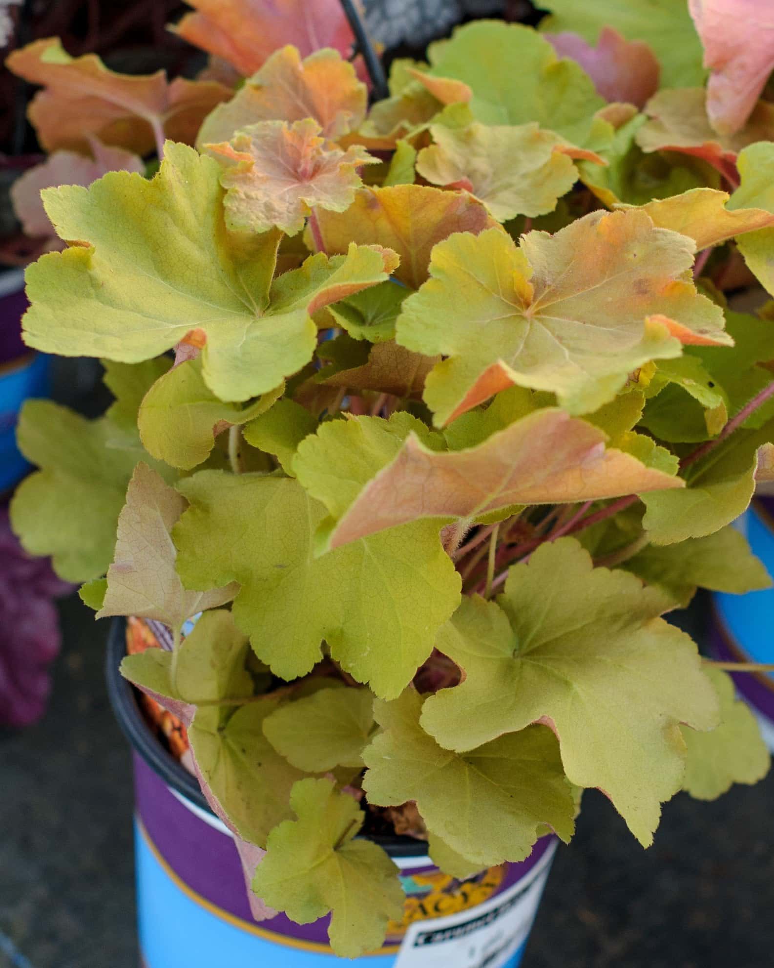 Caramel Heuchera - Main Image