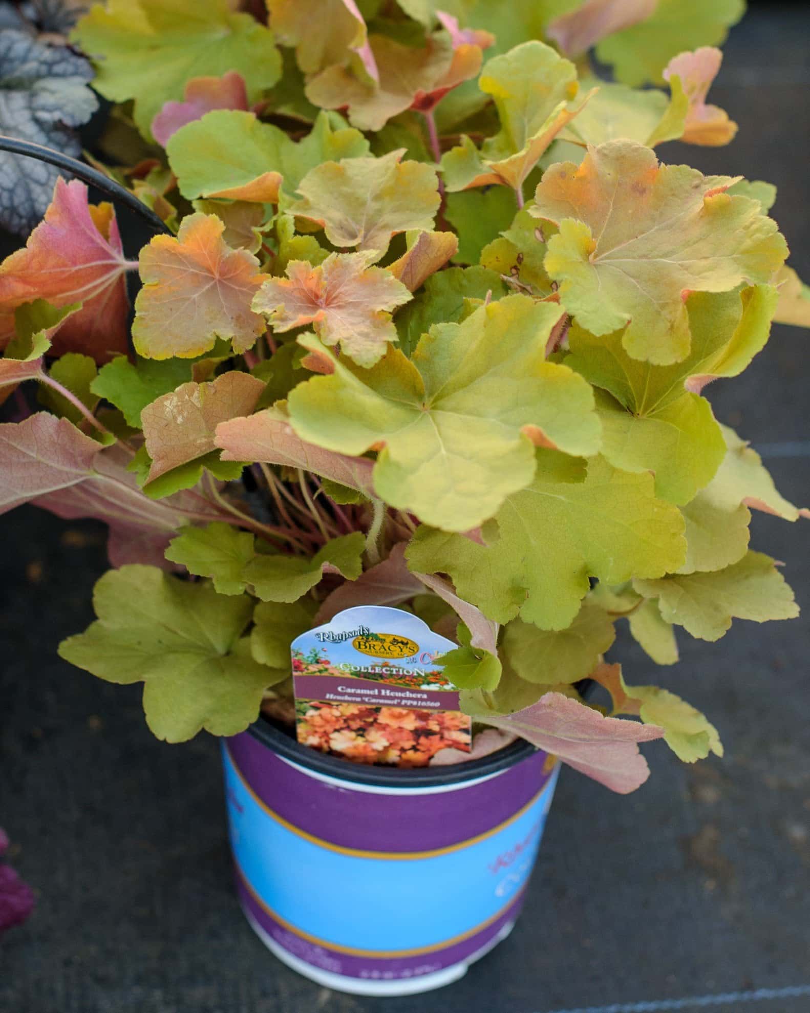 Caramel Heuchera - Image 1