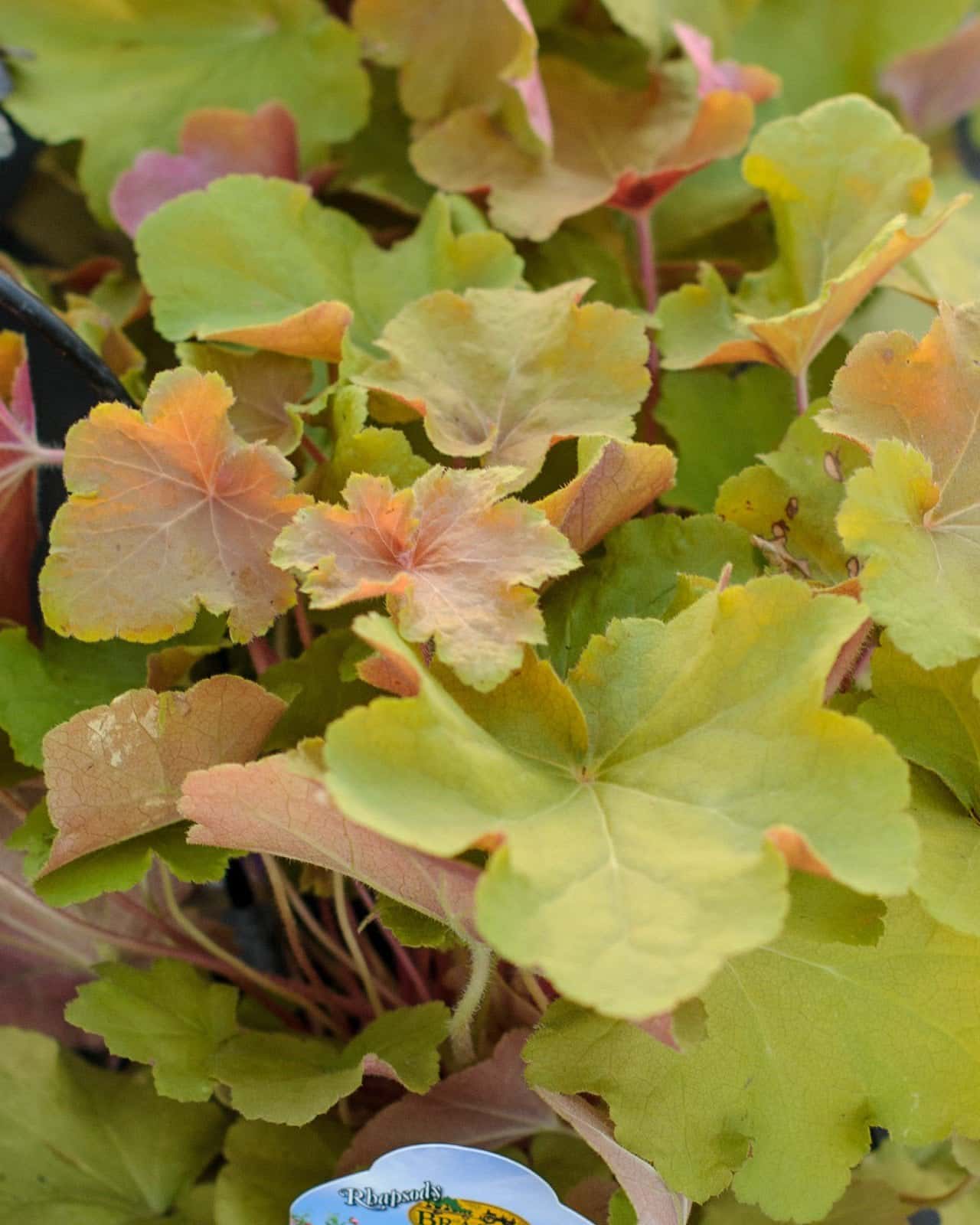 Caramel Heuchera - Image 2
