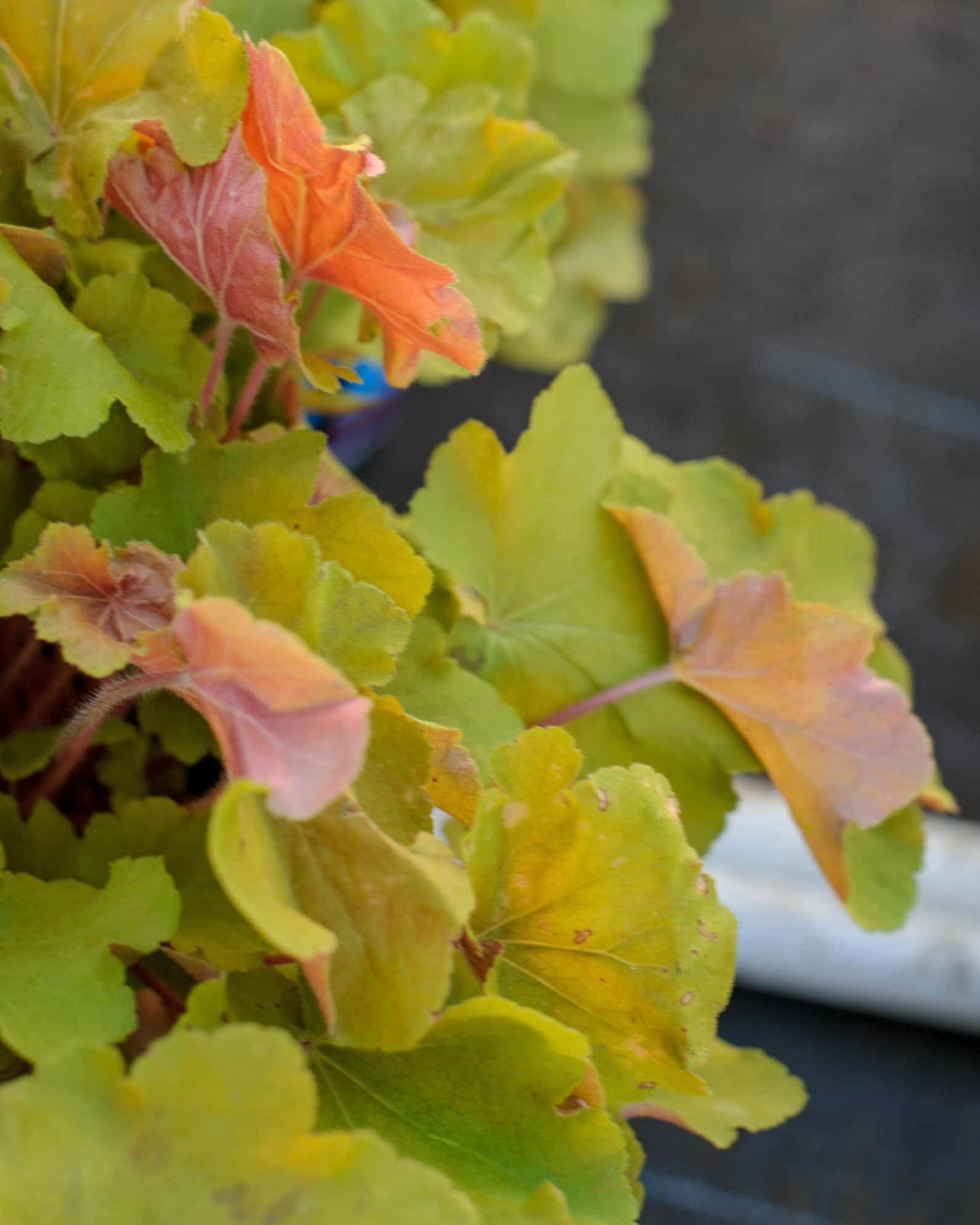 Caramel Heuchera - Image 3