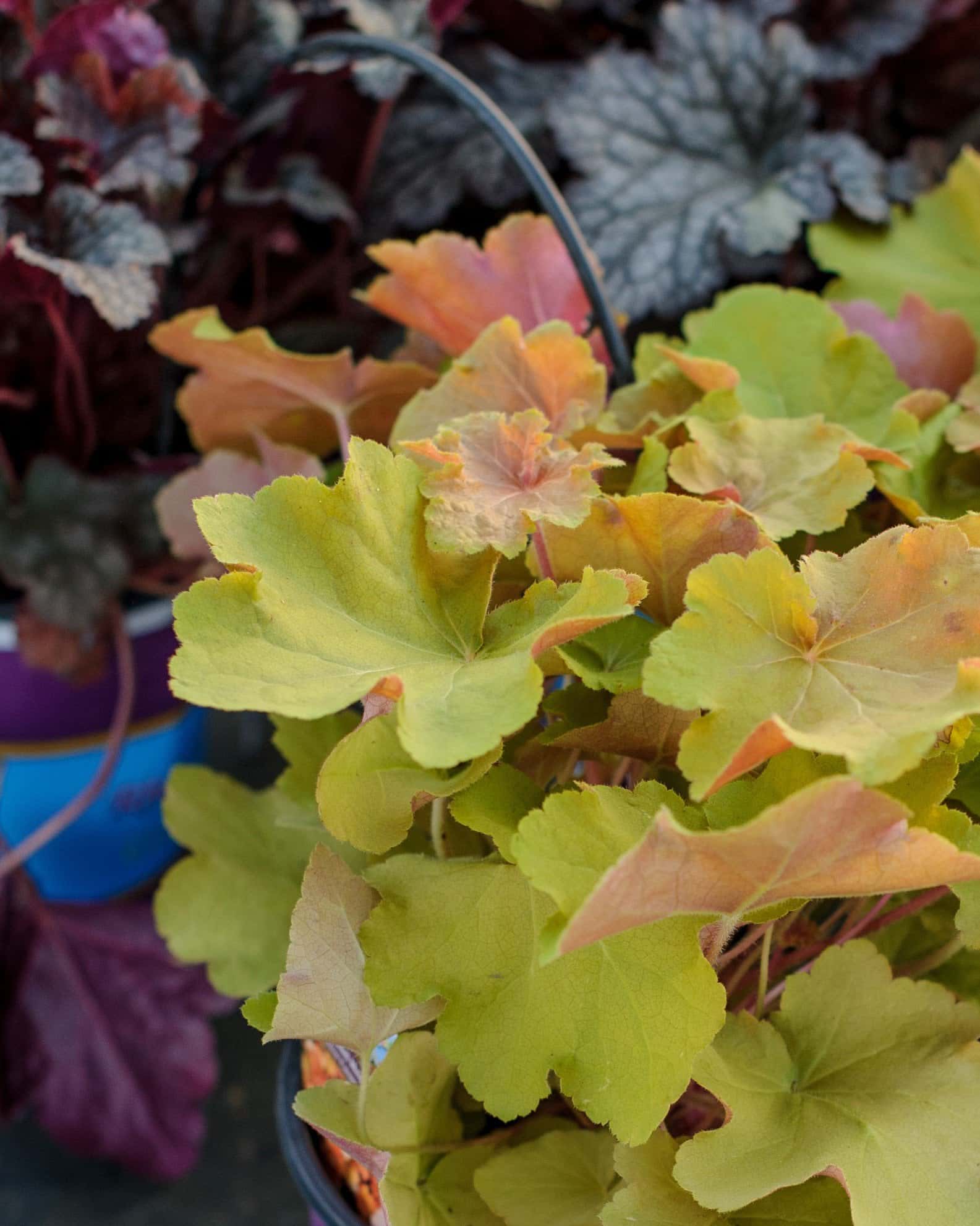 Caramel Heuchera - Image 4