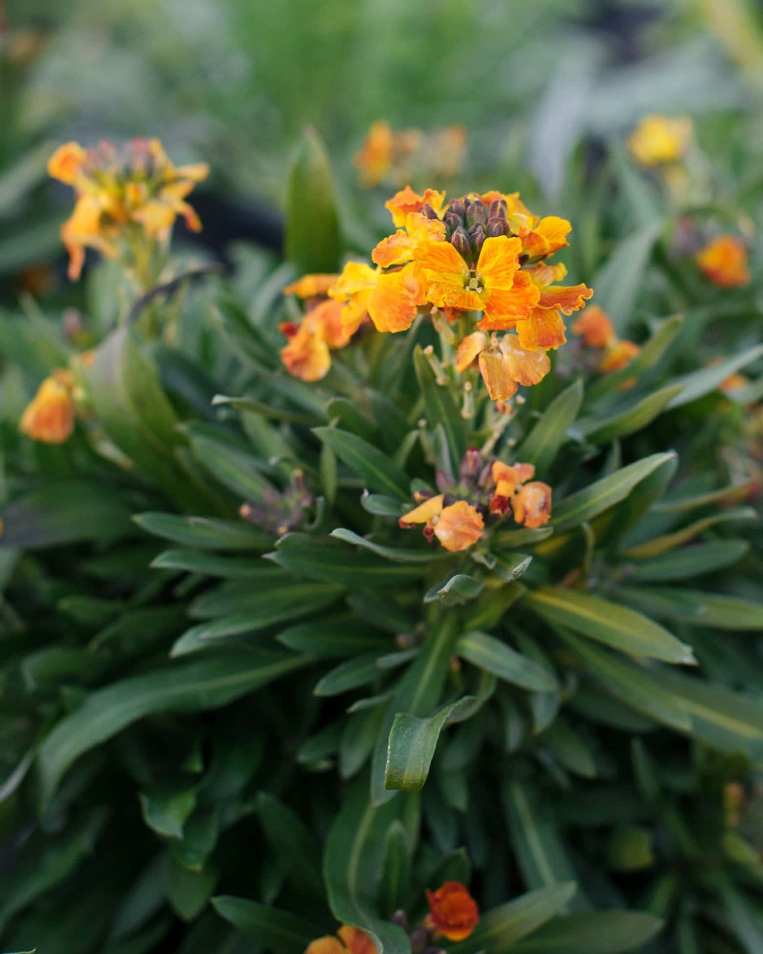 Erysistible Fire Wallflower - Image 1