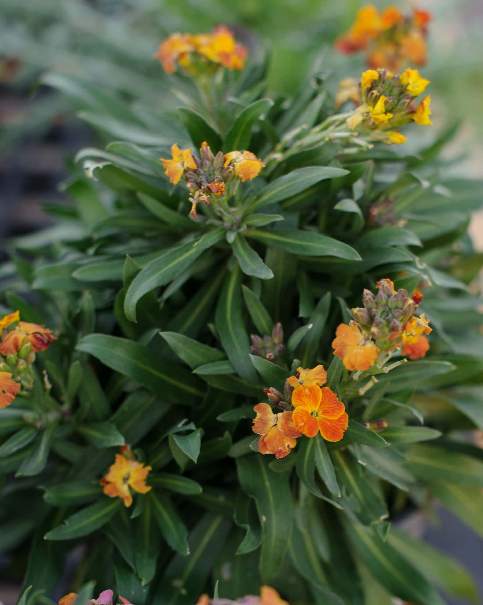 Erysistible Fire Wallflower - Image 2