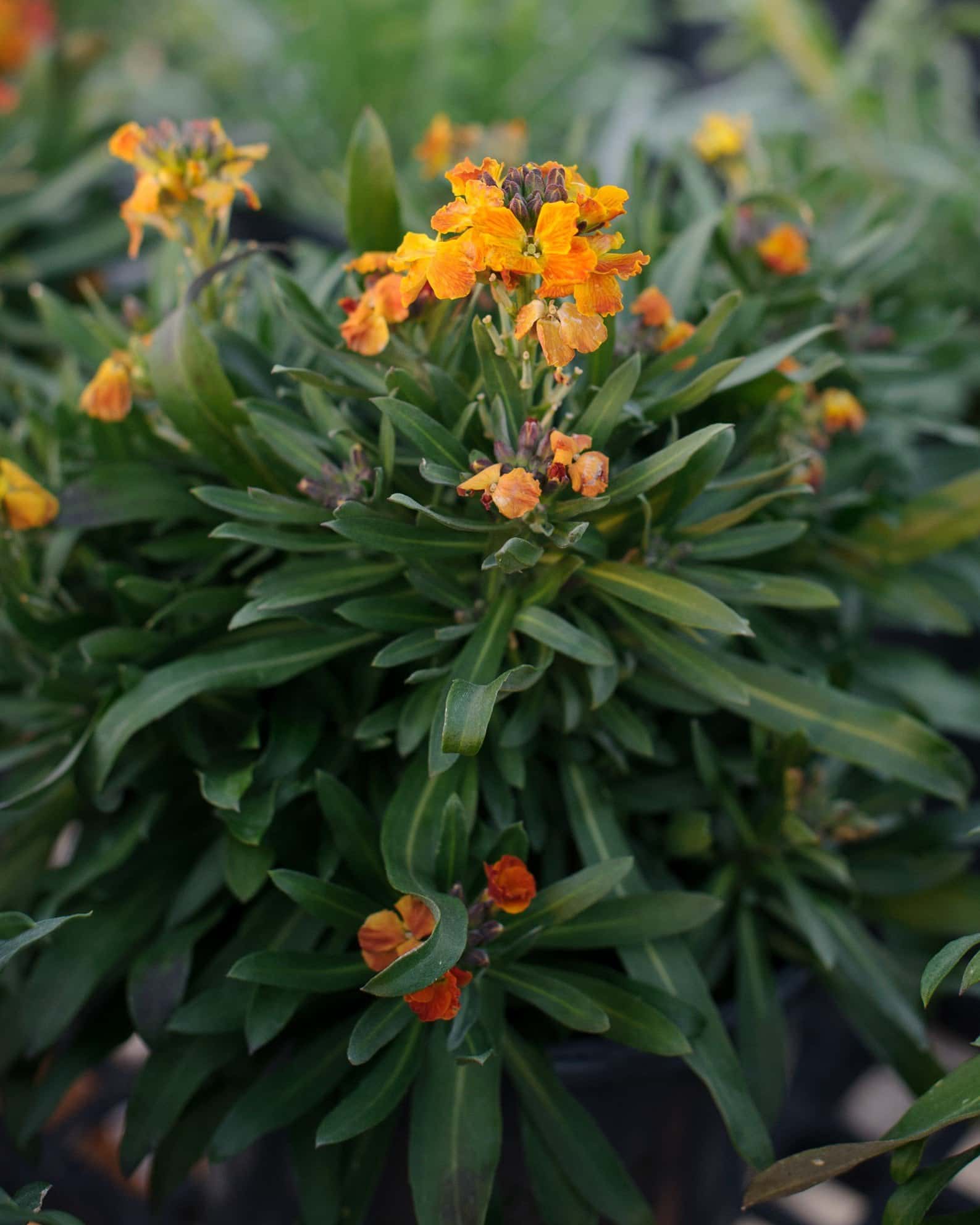 Erysistible Fire Wallflower - Image 3