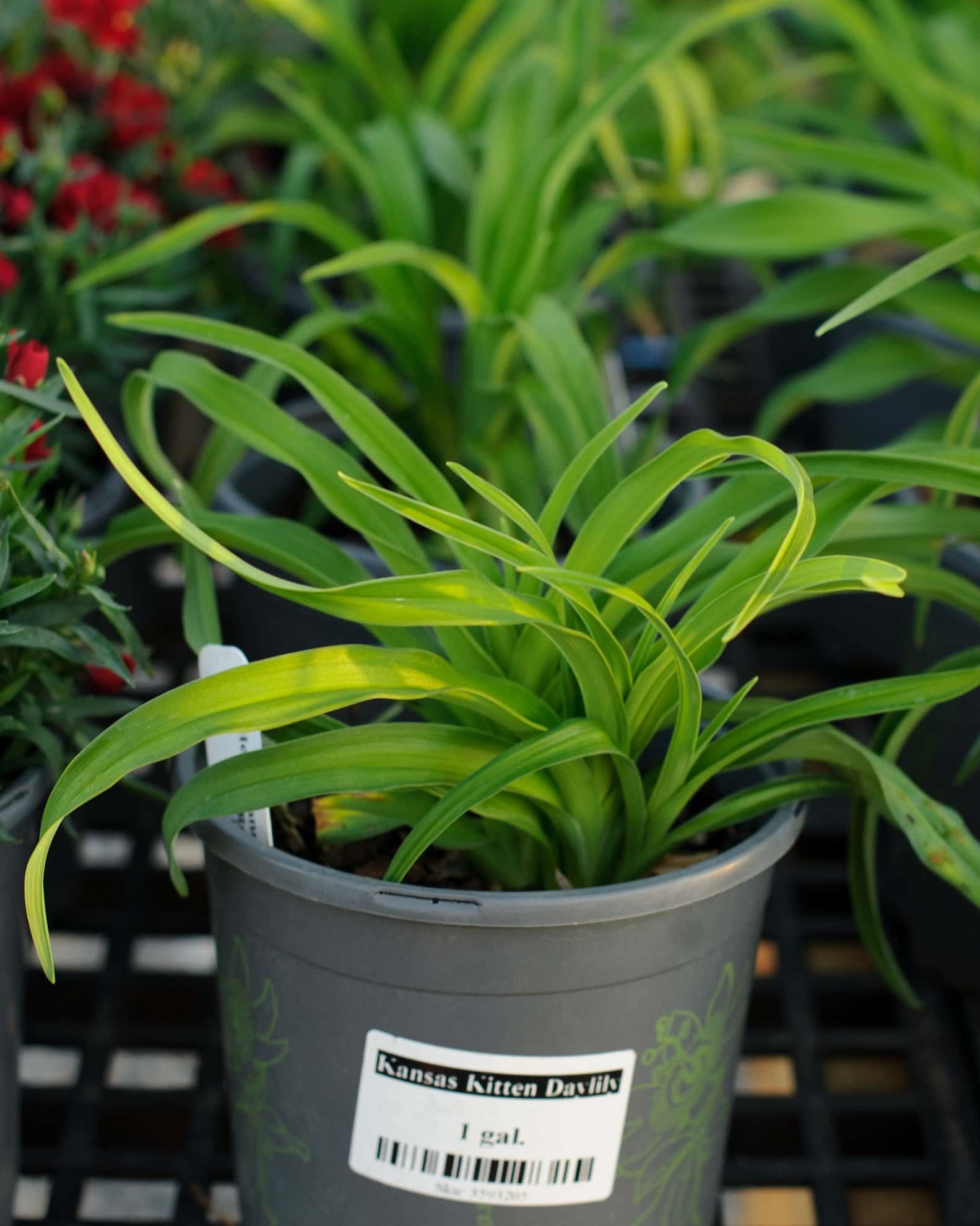 Kansas Kitten Daylily - Main Image