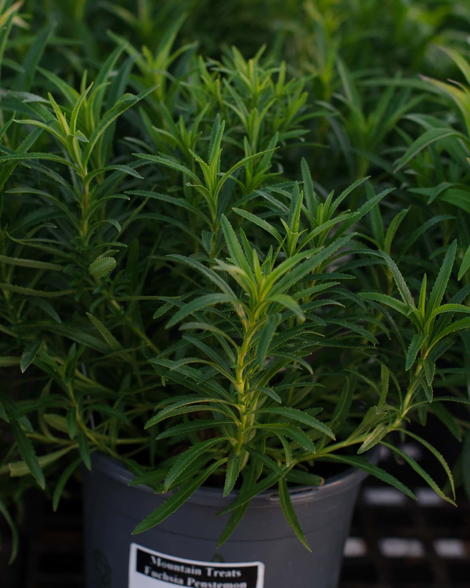 Mountain Treats Fuchsia Penstemon - Main Image