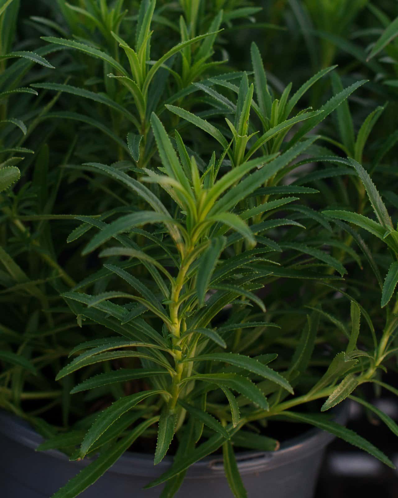 Mountain Treats Fuchsia Penstemon - Image 1