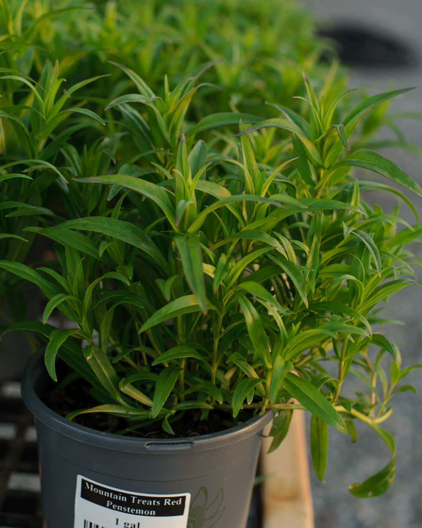 Mountain Treats Red Penstemon - Main Image