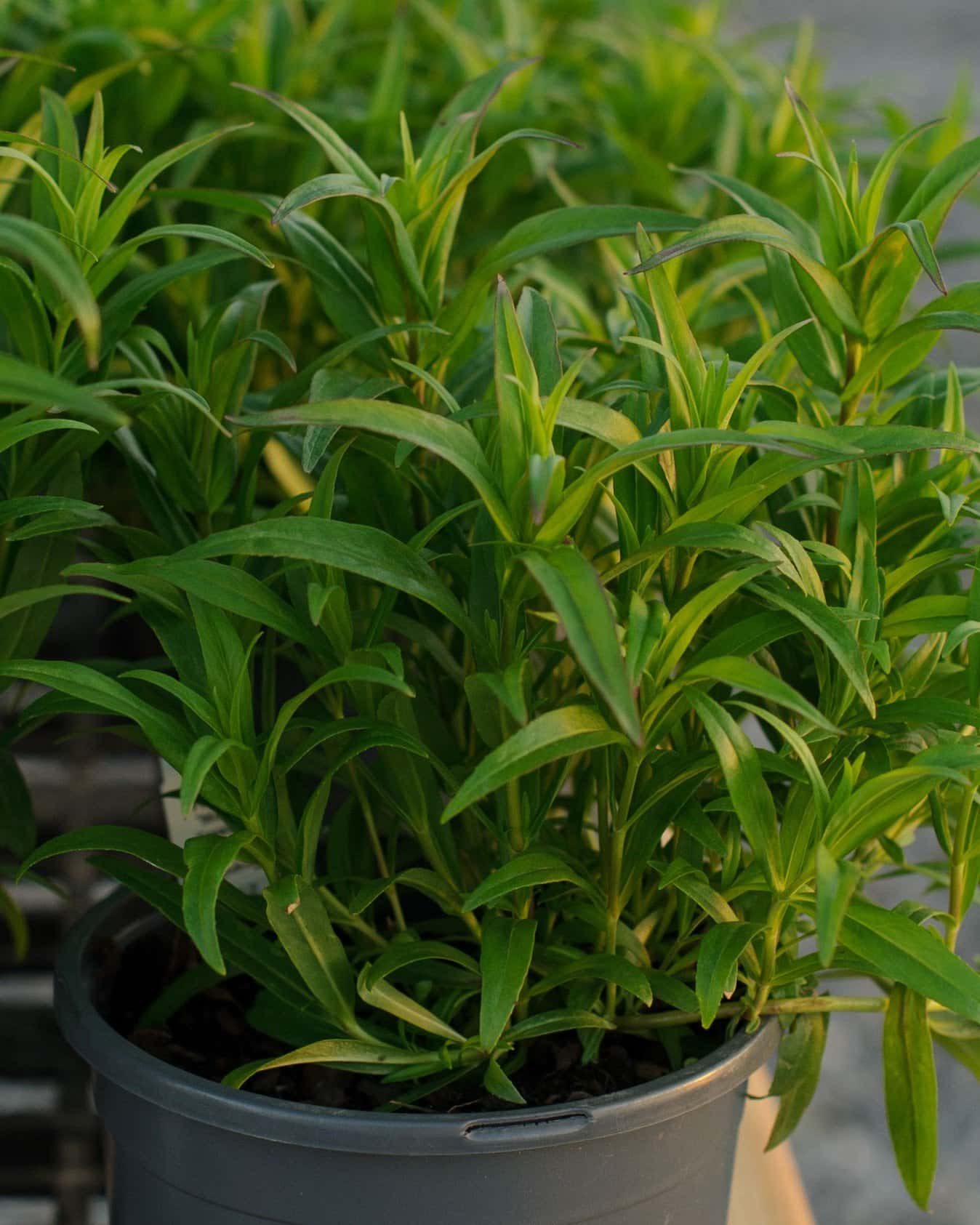 Mountain Treats Red Penstemon - Image 1