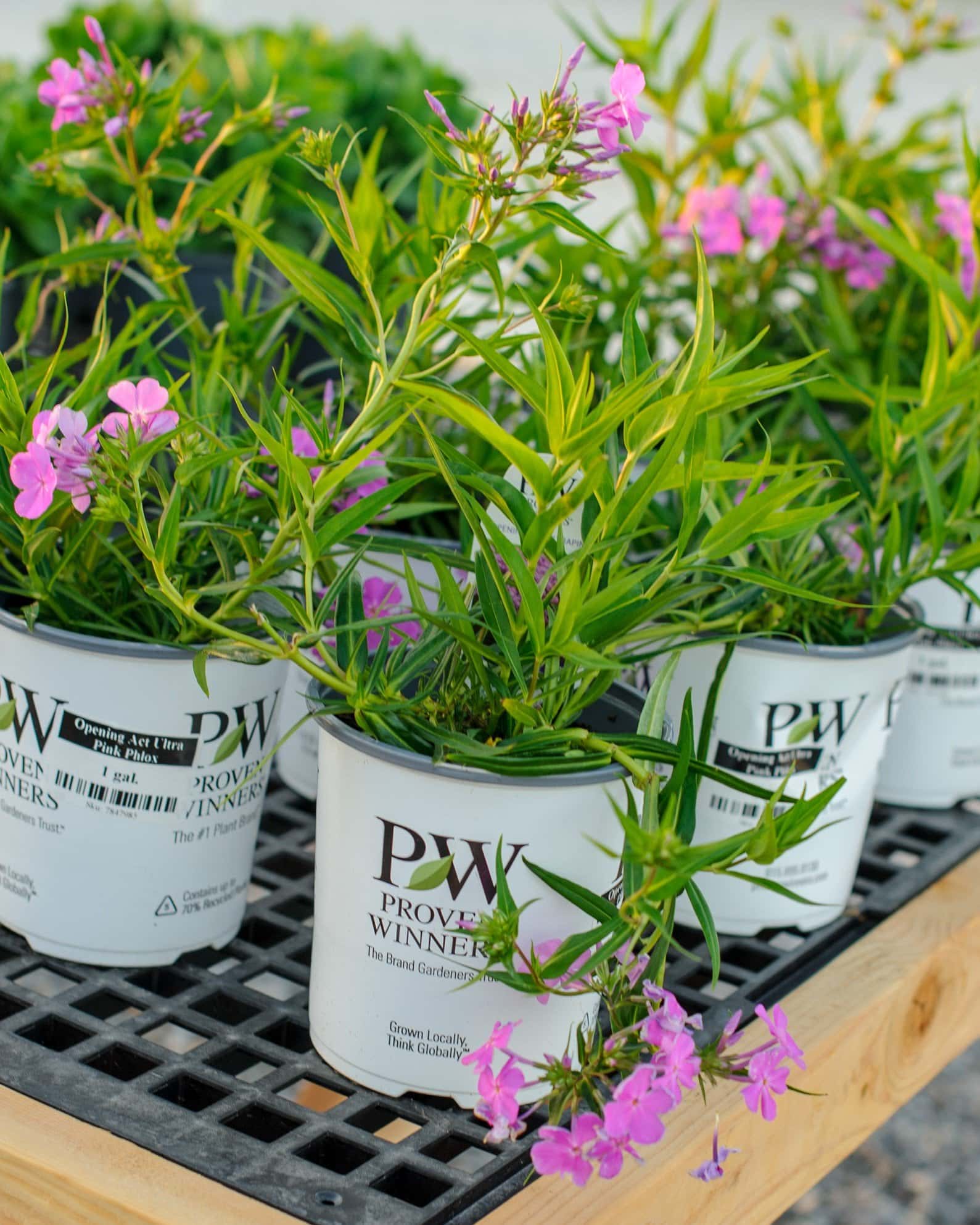 Opening Act Ultra Pink Phlox - Main Image