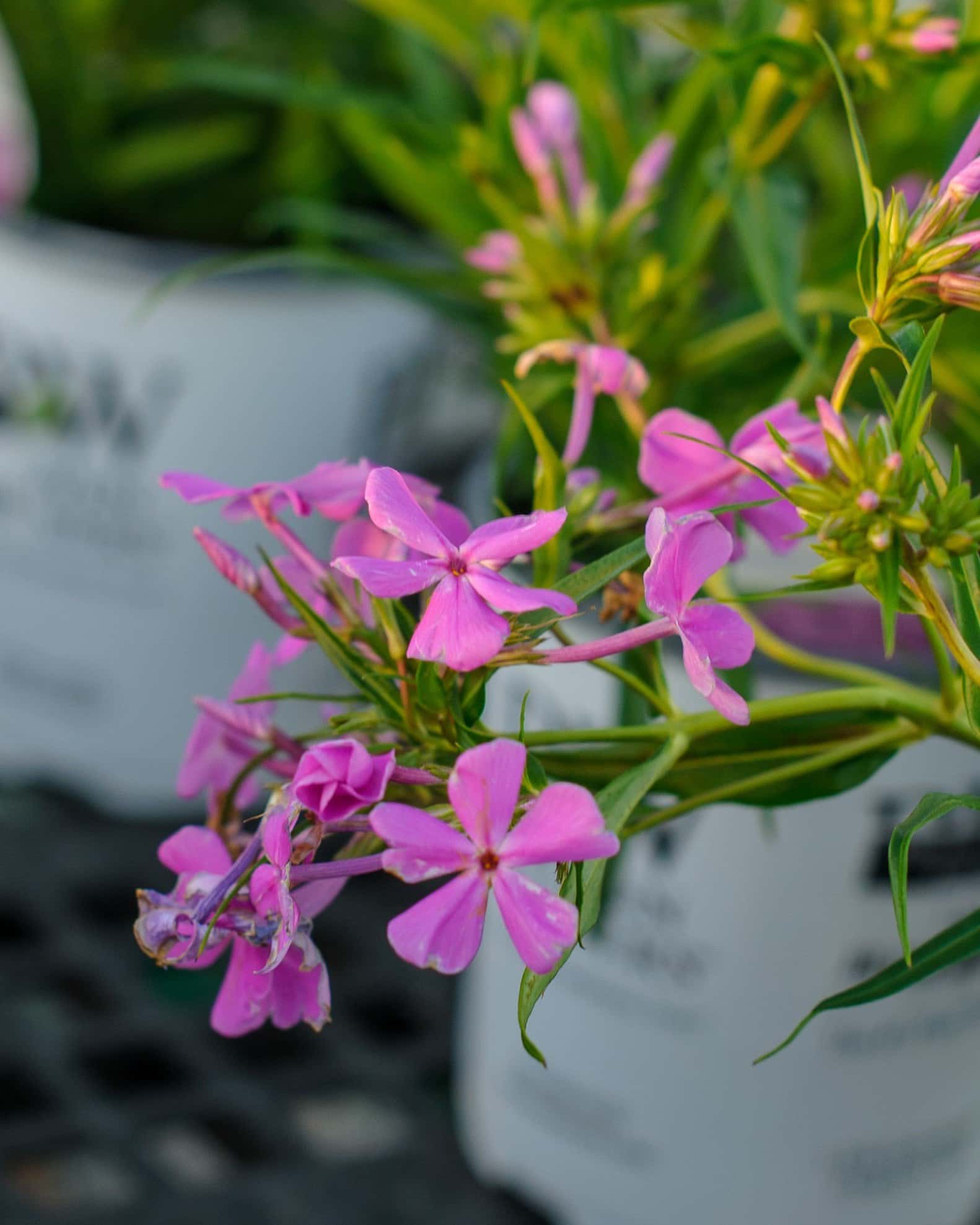 Opening Act Ultra Pink Phlox - Image 1