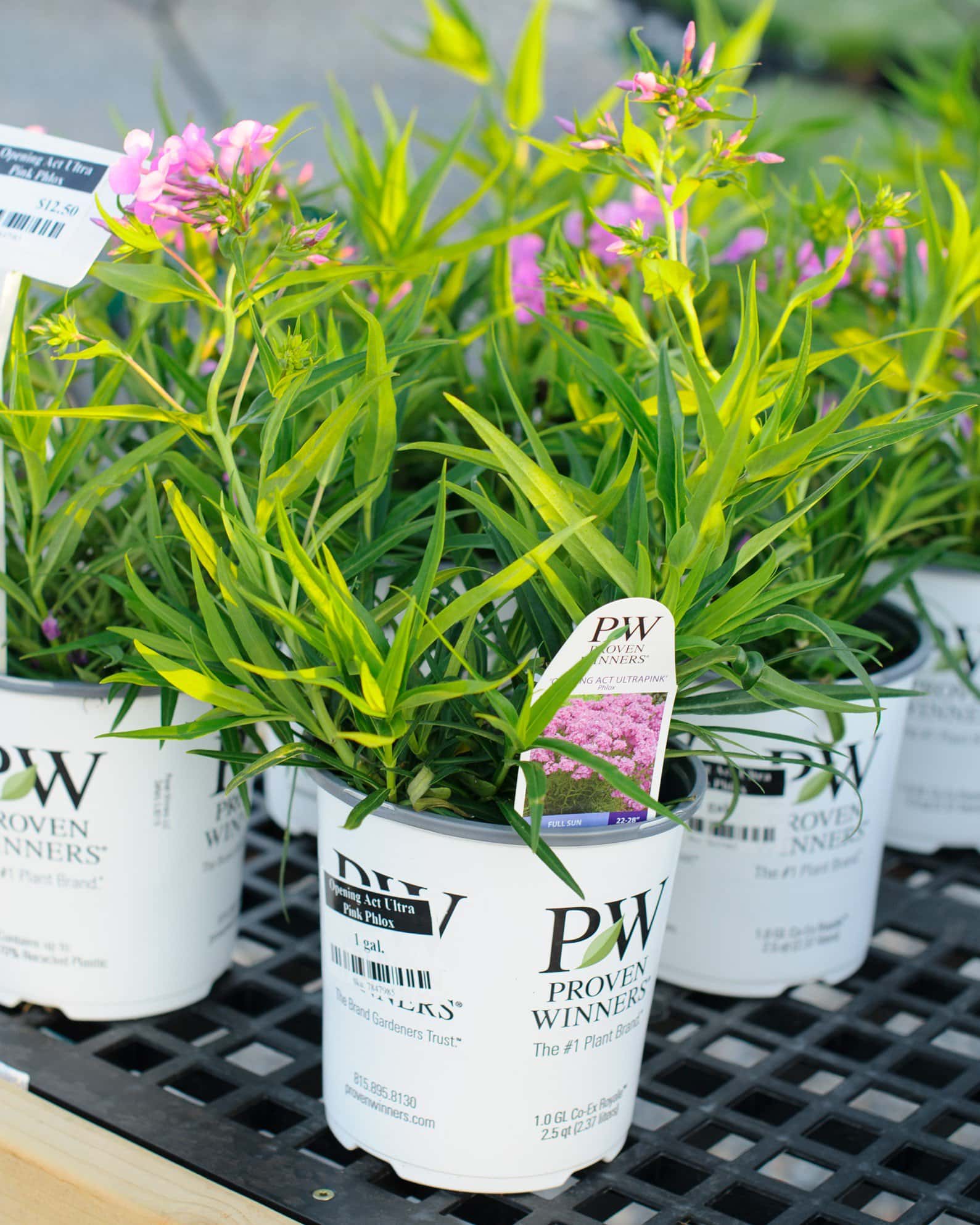 Opening Act Ultra Pink Phlox - Image 3