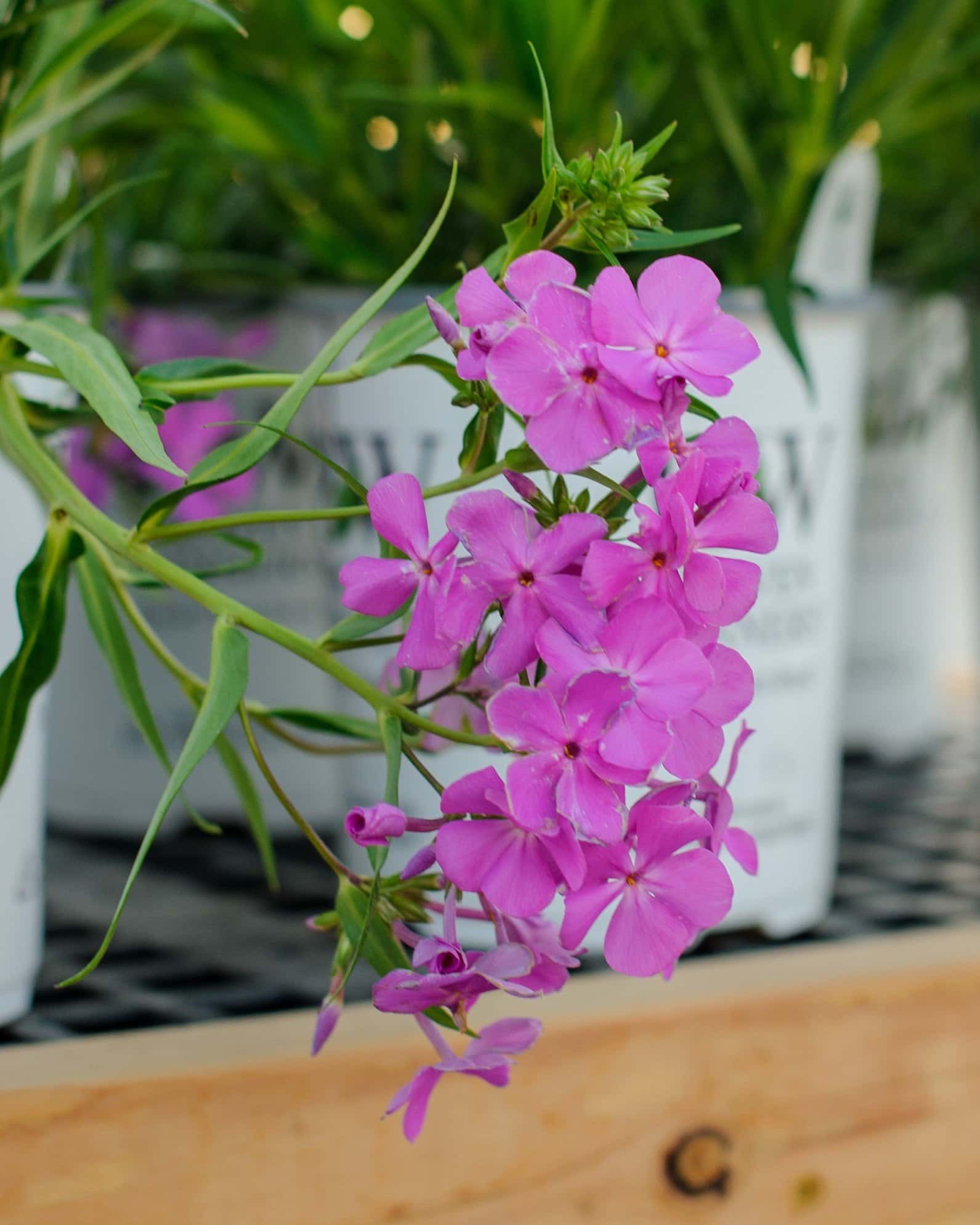 Opening Act Ultra Pink Phlox - Image 4