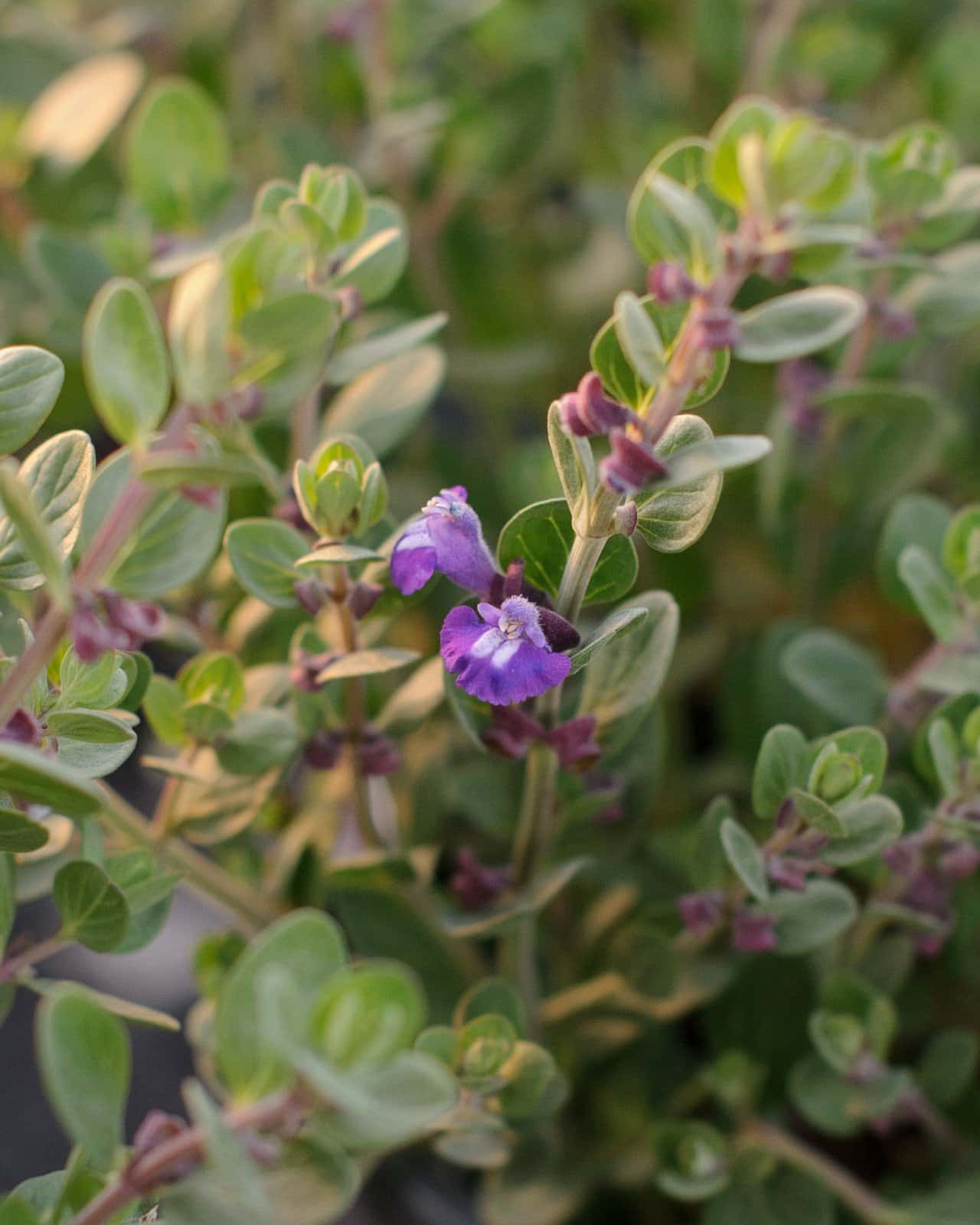 Smoky Hills Skullcap - Main Image