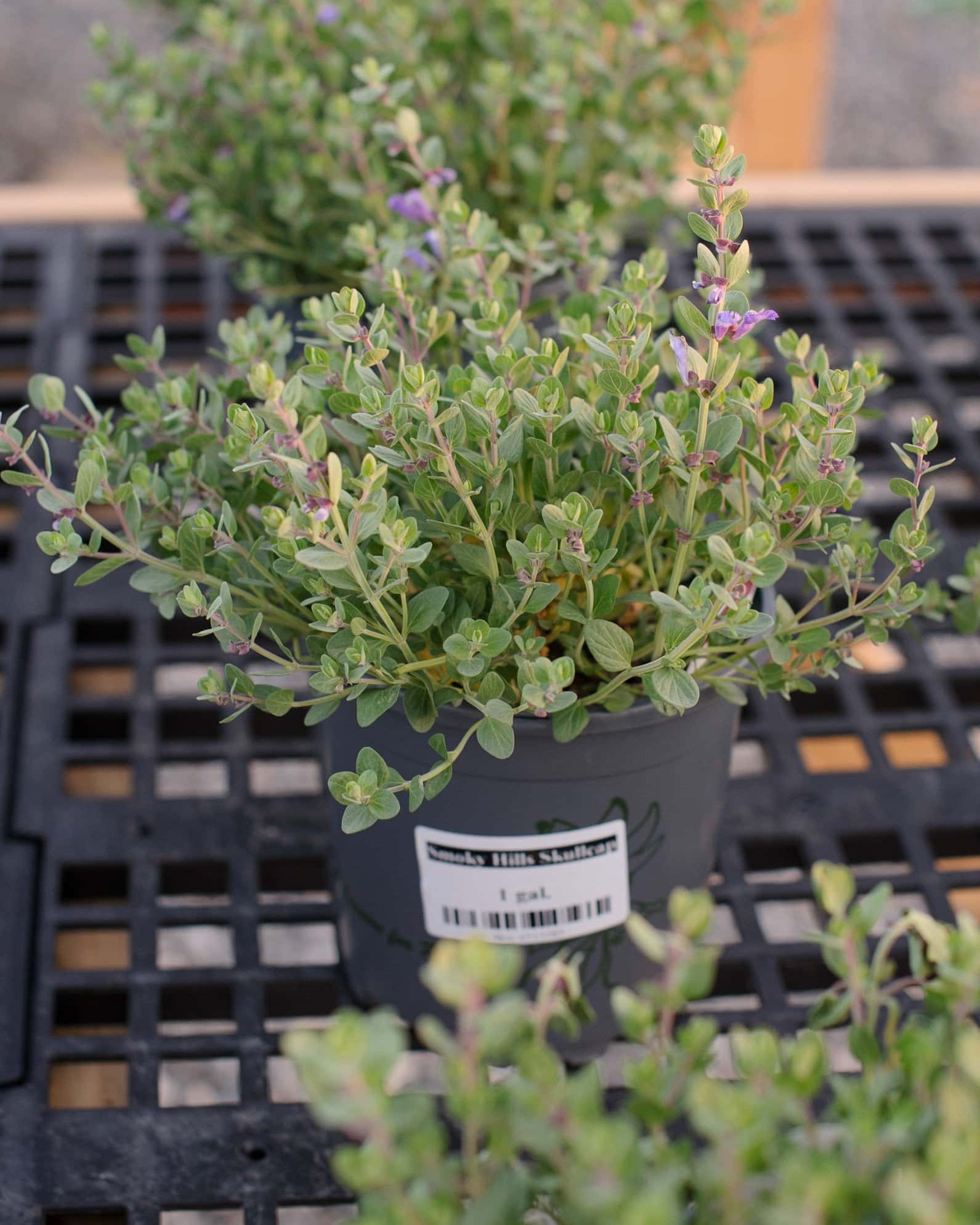 Smoky Hills Skullcap - Image 1