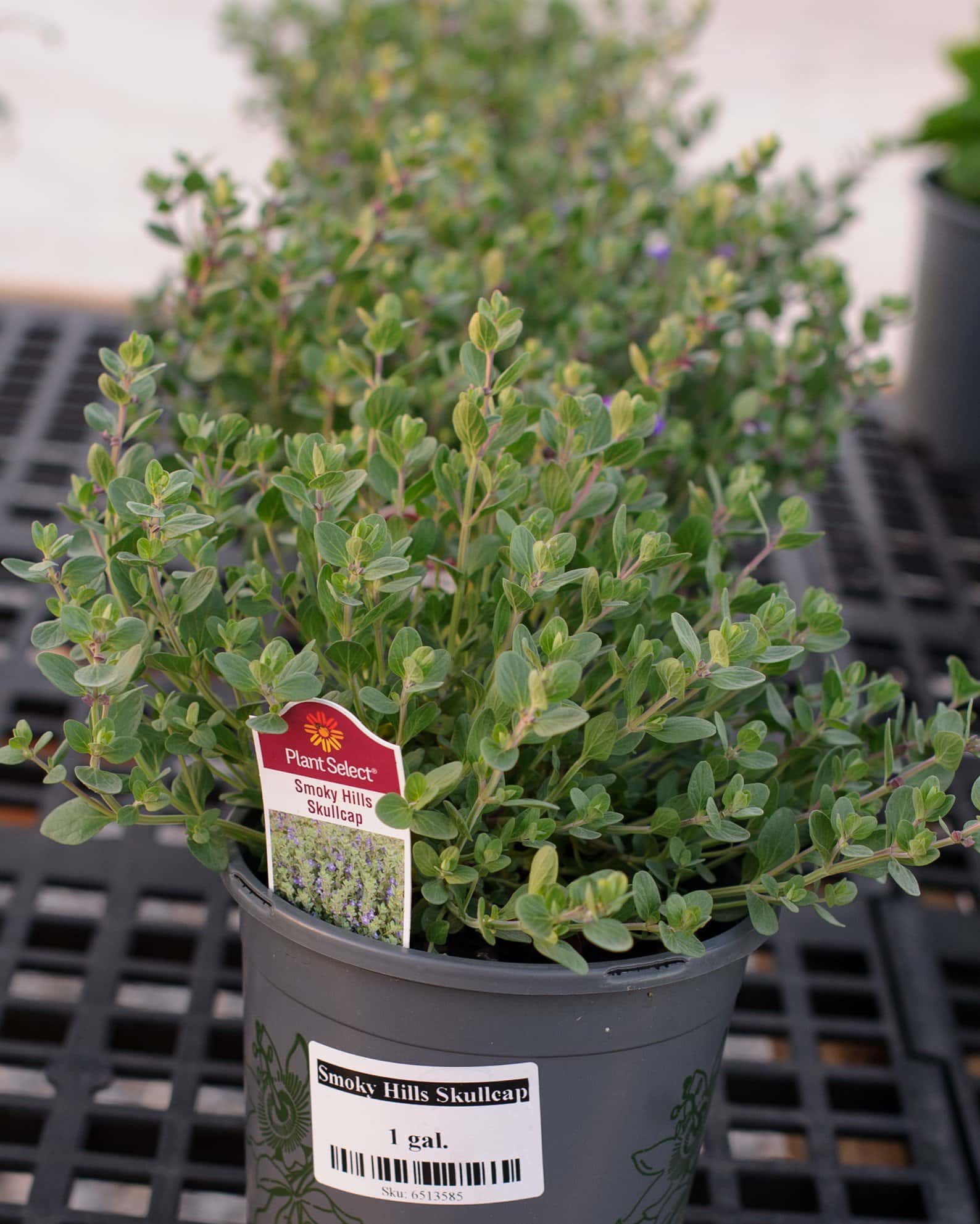 Smoky Hills Skullcap - Image 2