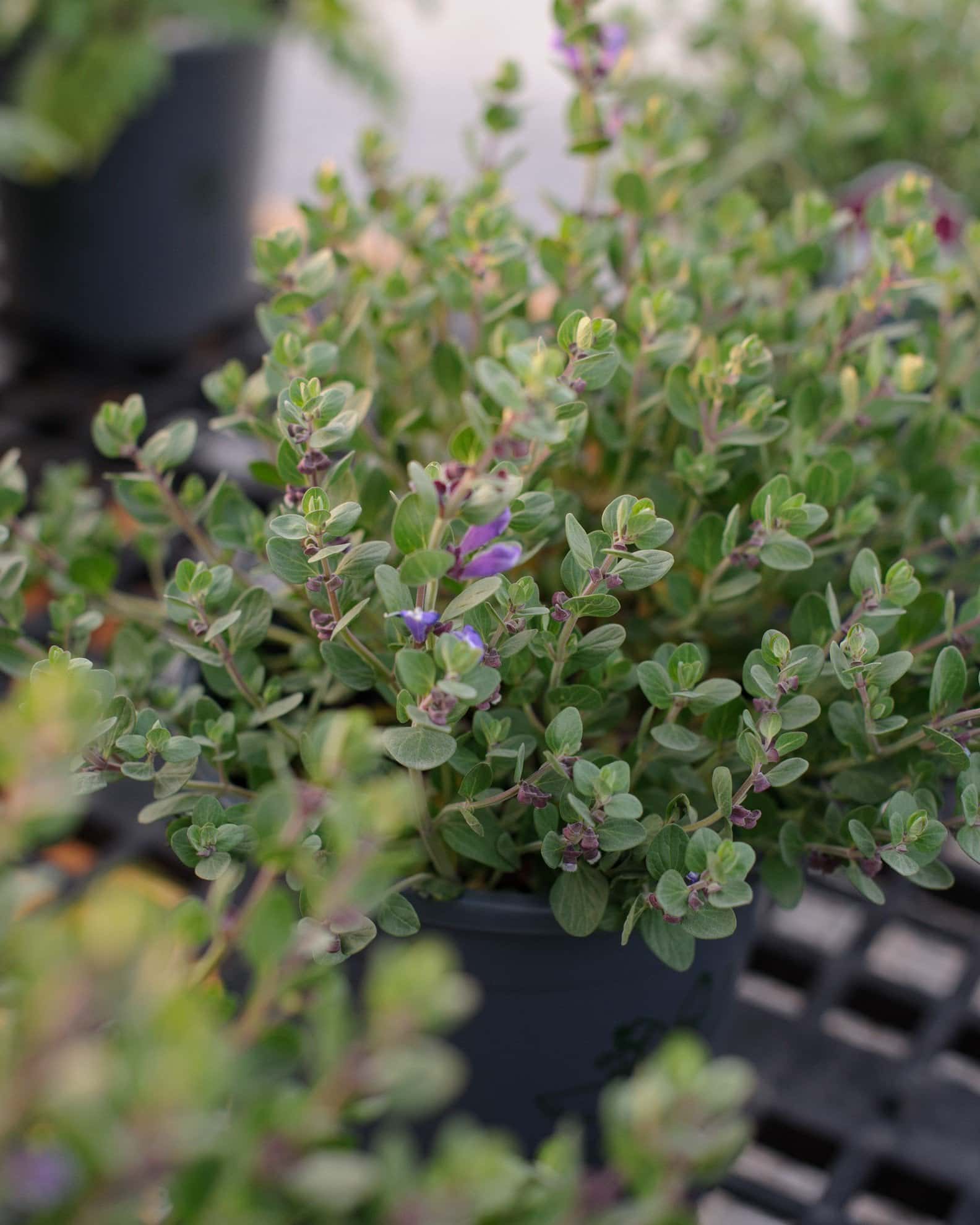 Smoky Hills Skullcap - Image 3