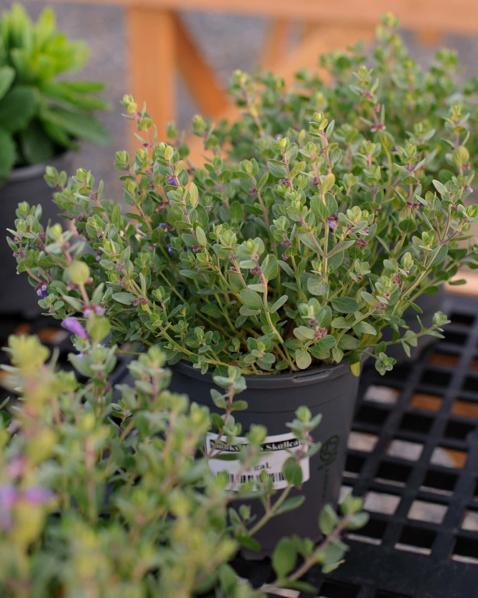 Smoky Hills Skullcap - Image 4