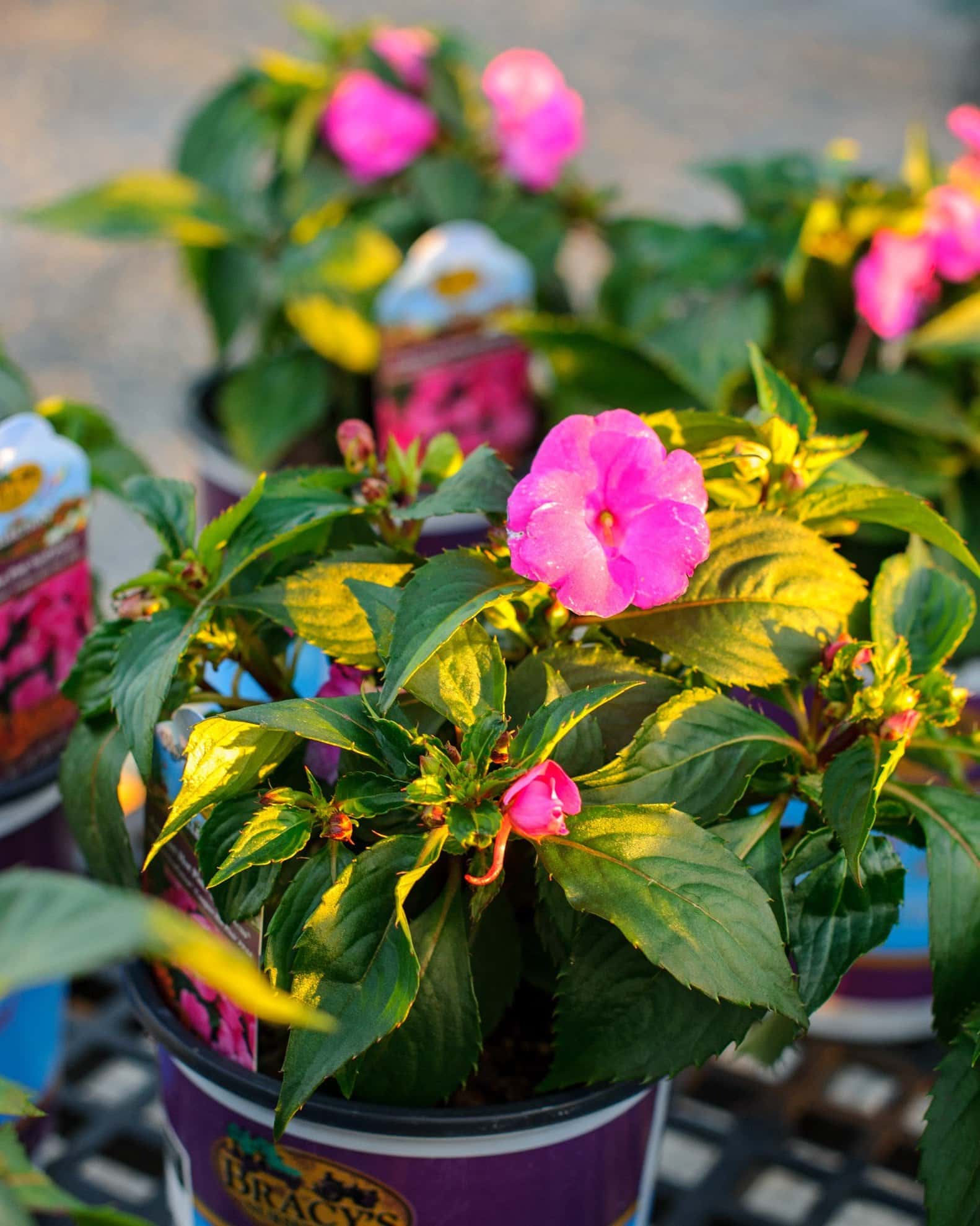 Sunpatiens Compact Hot Pink Impatiens - Image 1