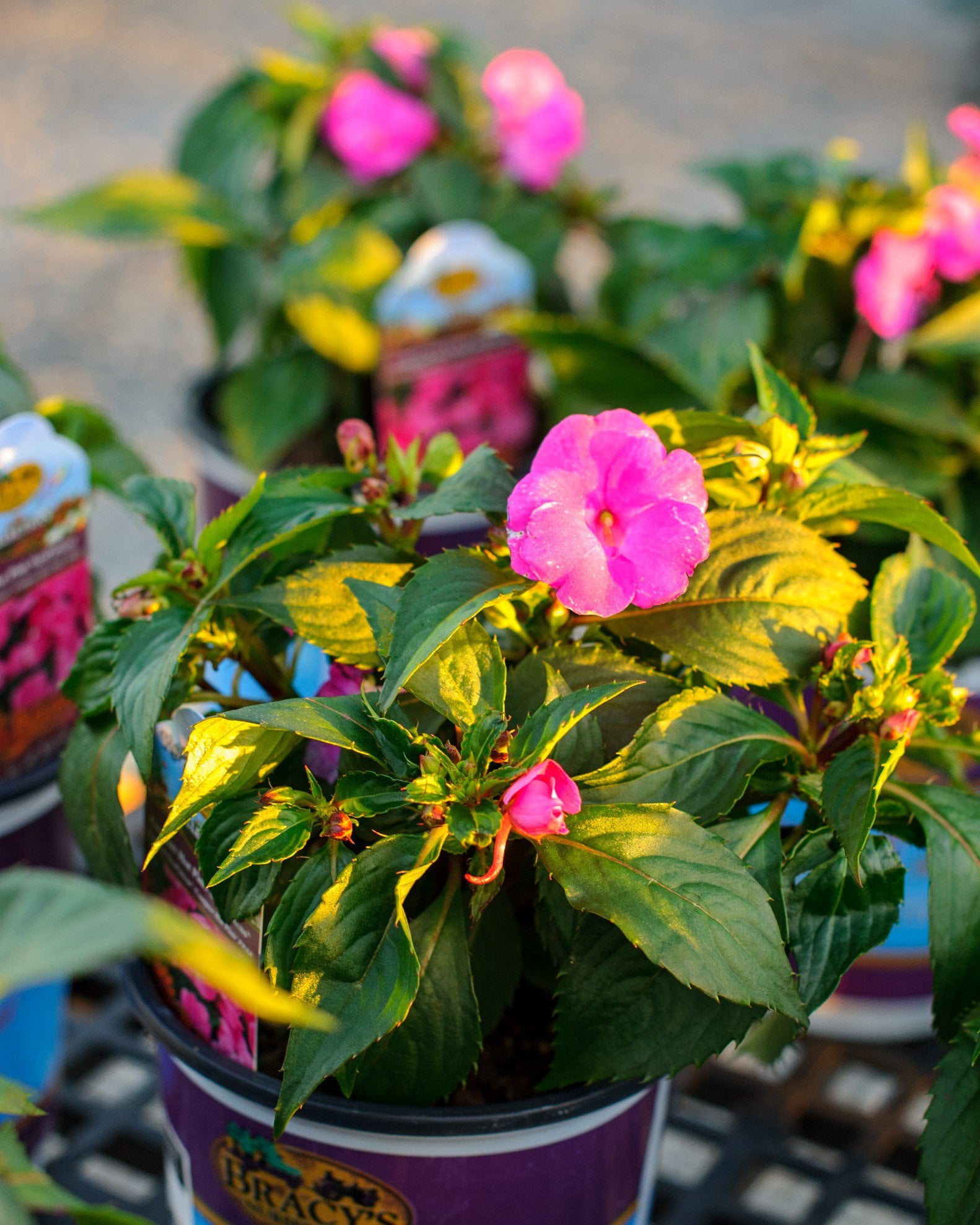 Sunpatiens Compact Hot Pink Impatiens - Image 1
