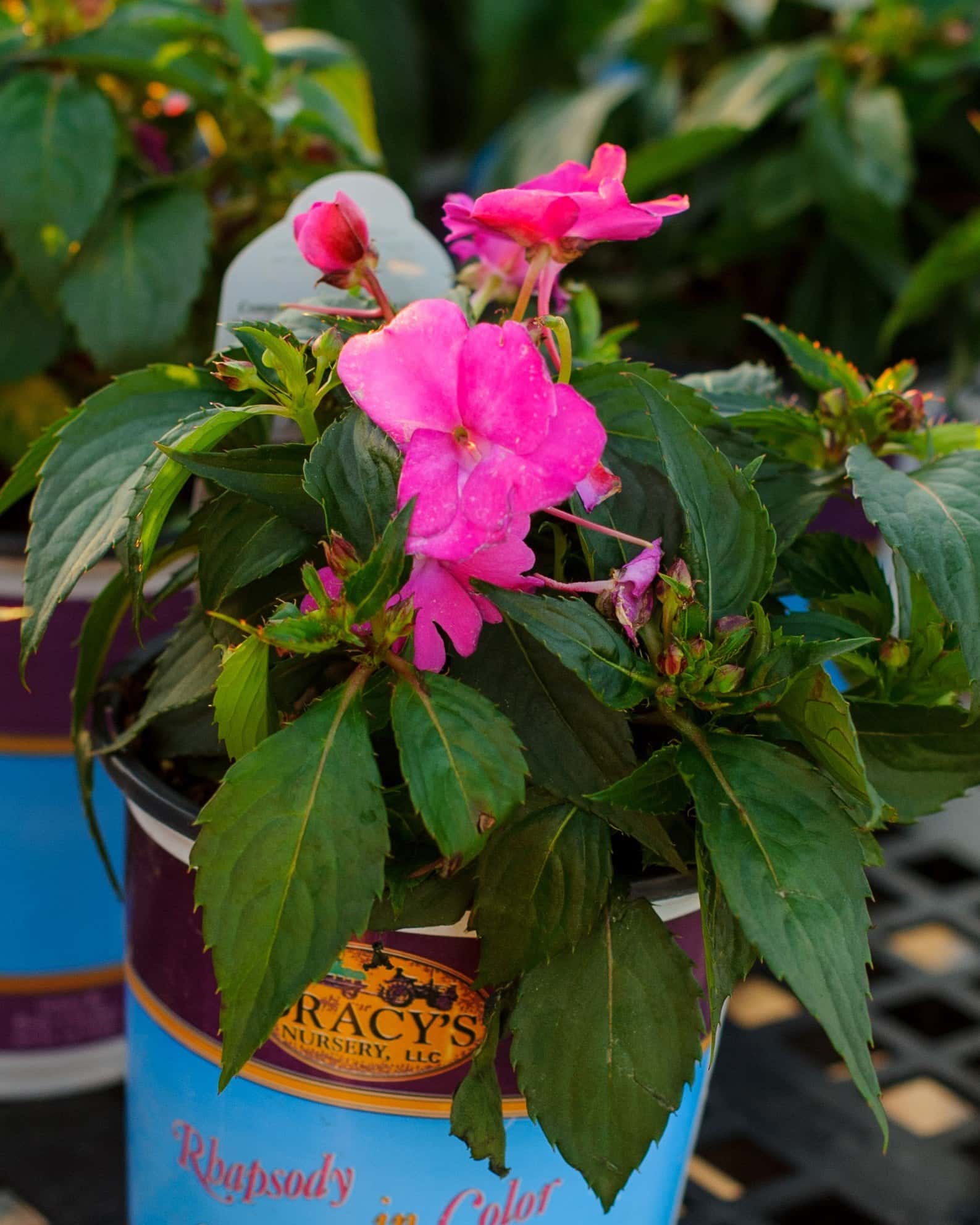 Sunpatiens Compact Hot Pink Impatiens - Image 2