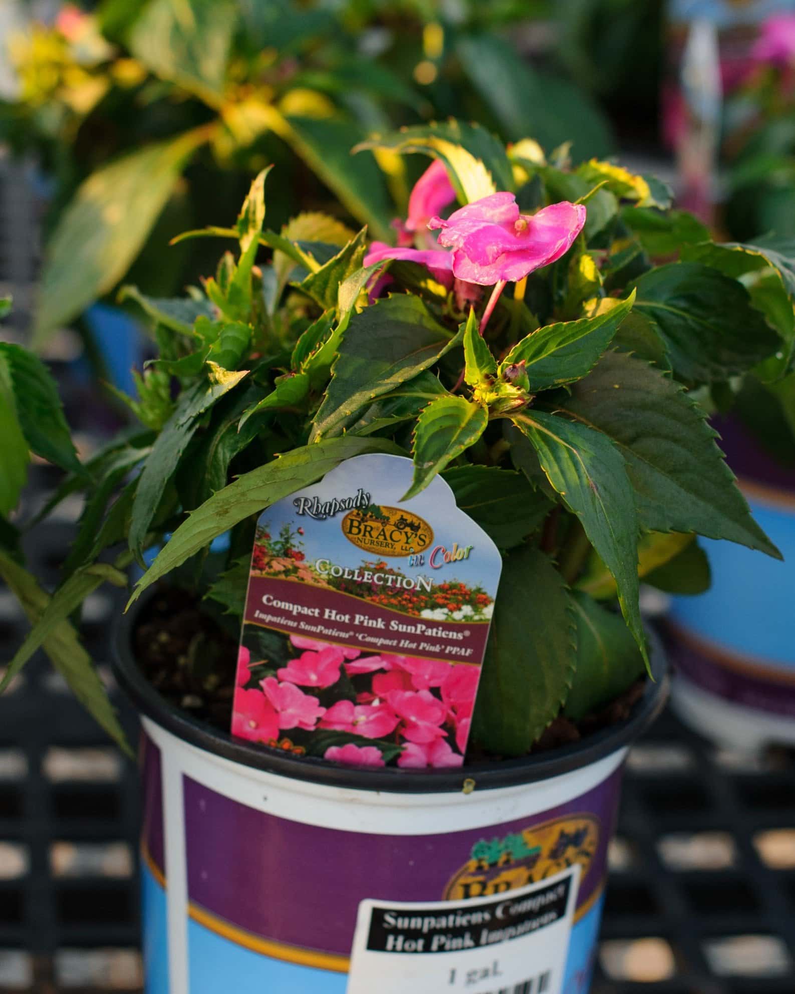 Sunpatiens Compact Hot Pink Impatiens - Image 4