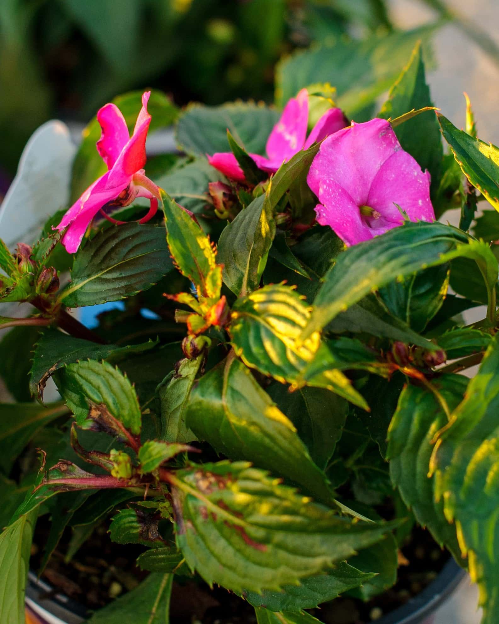 Sunpatiens Compact Hot Pink Impatiens - Image 5