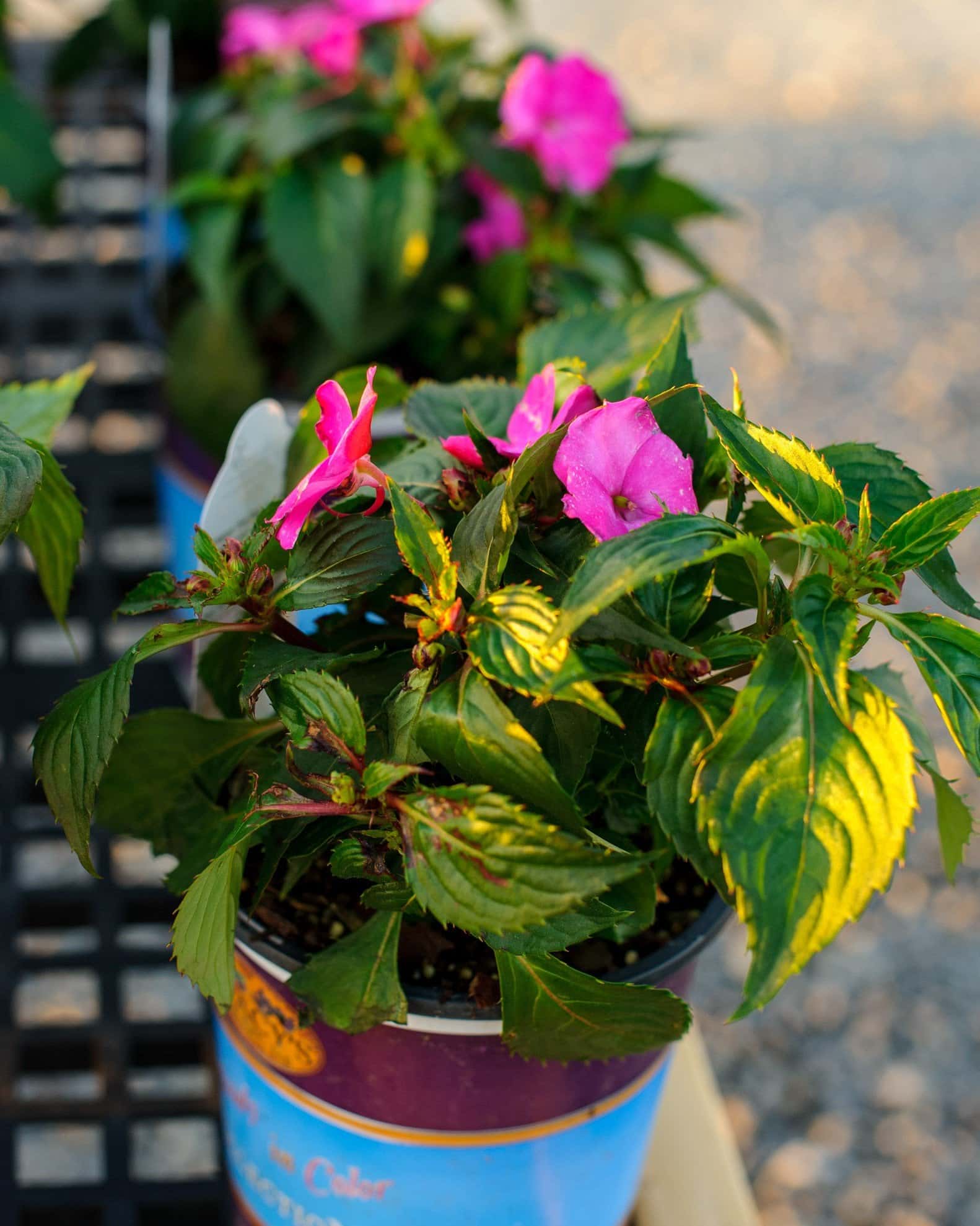 Sunpatiens Compact Hot Pink Impatiens - Image 6