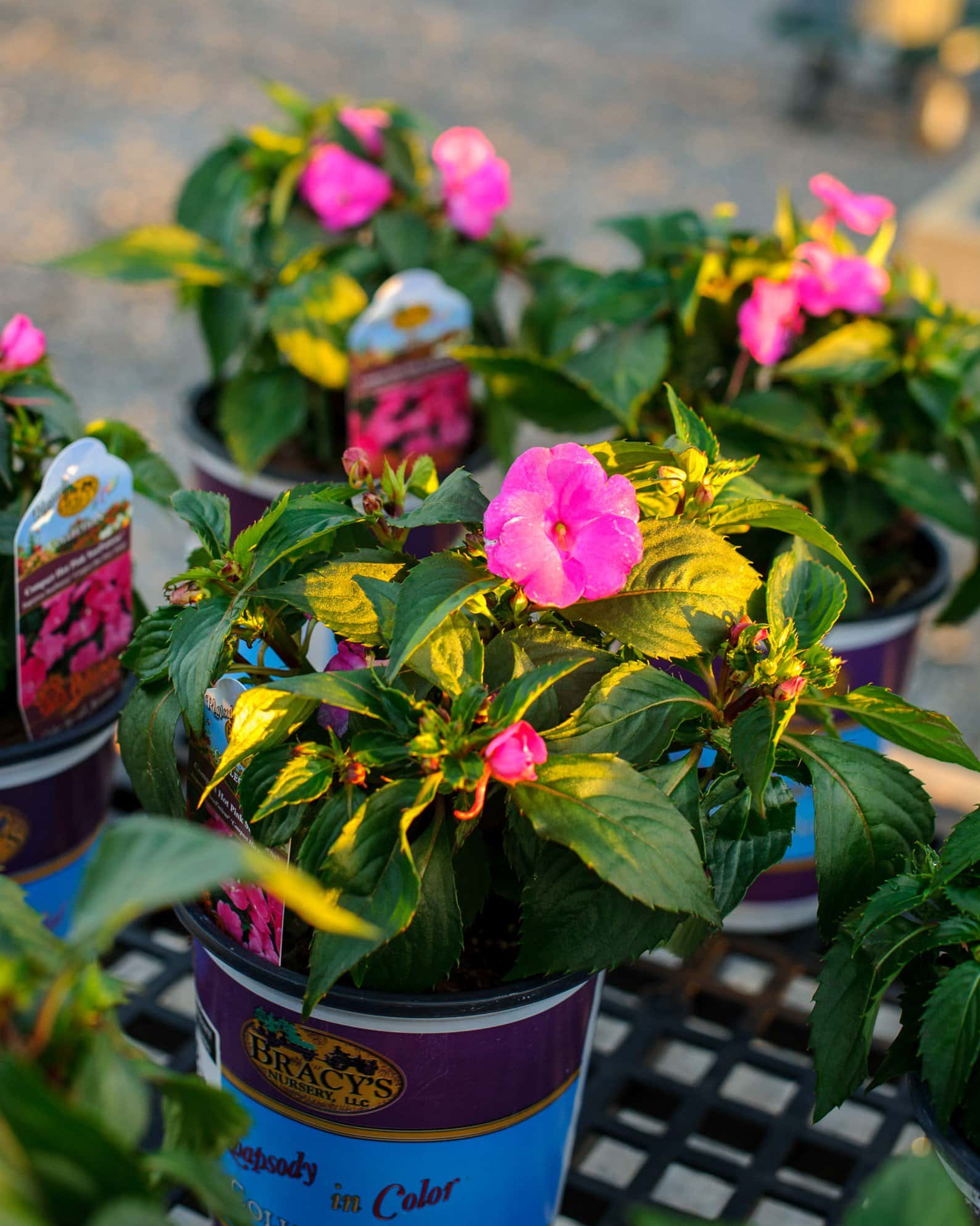 Sunpatiens Compact Hot Pink Impatiens - Image 7