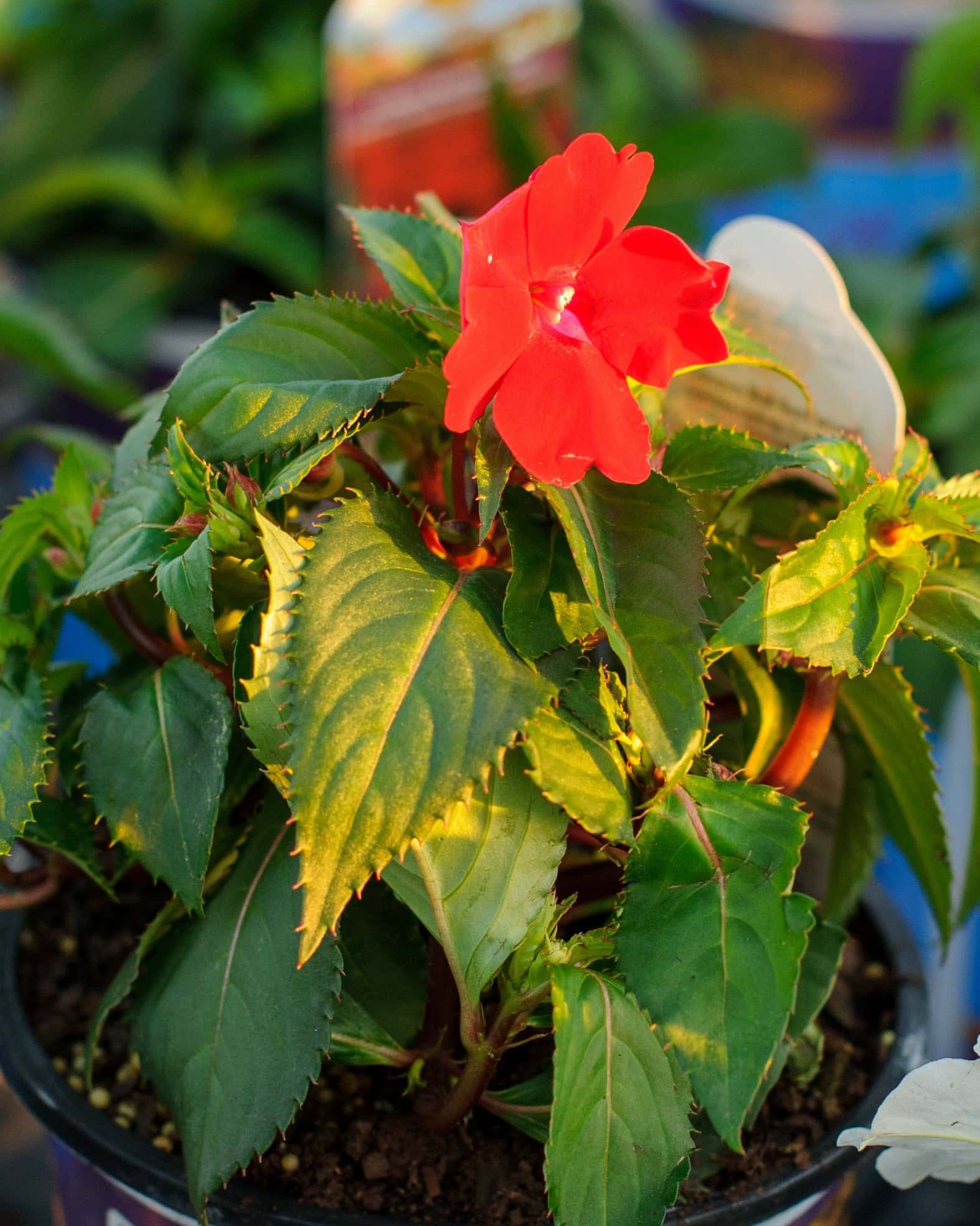 Sunpatiens Compact Red Impatiens - Main Image