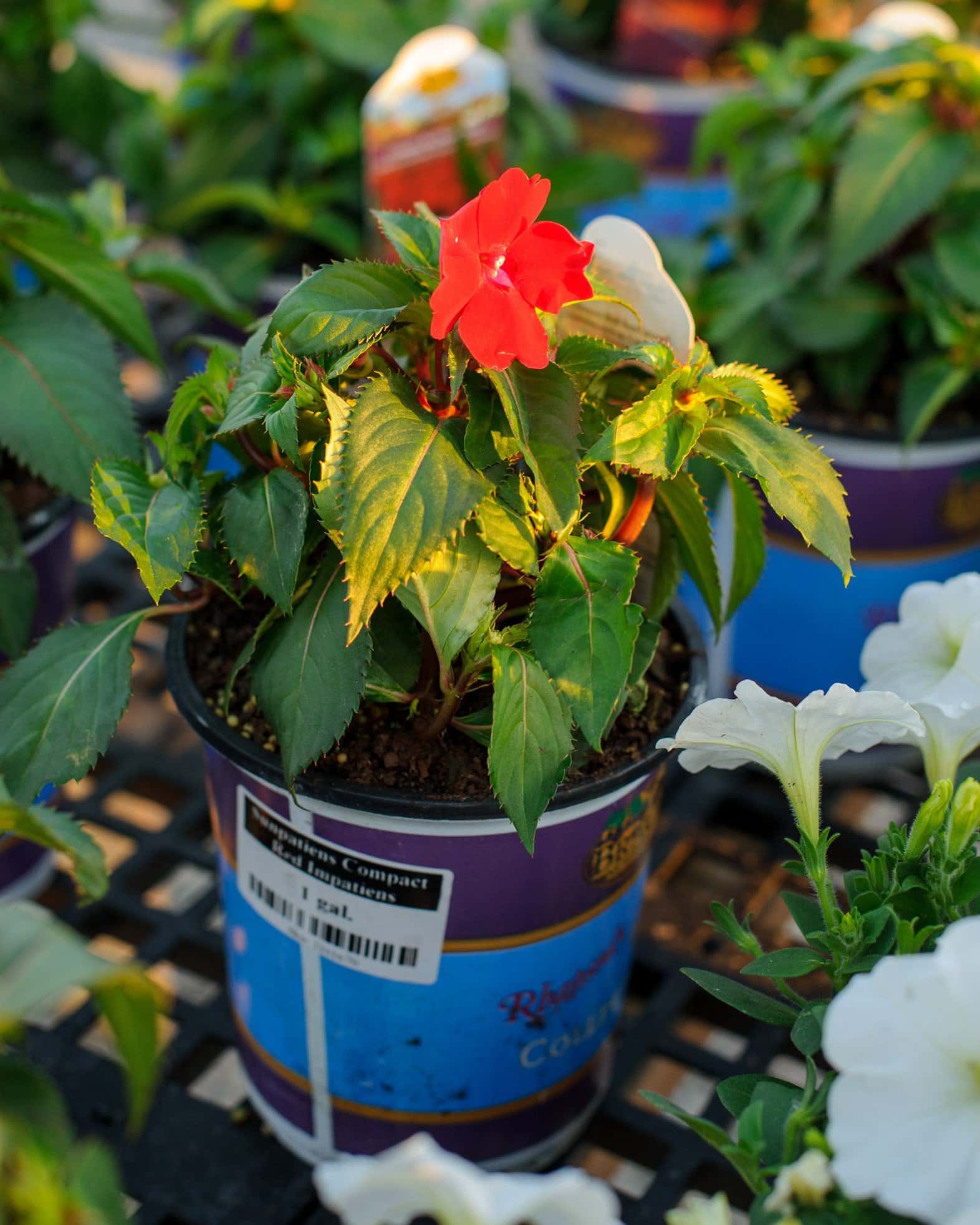 Sunpatiens Compact Red Impatiens - Image 1