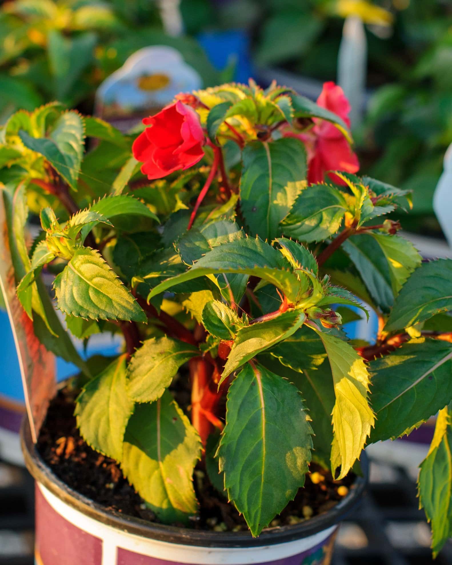 Sunpatiens Compact Red Impatiens - Image 3